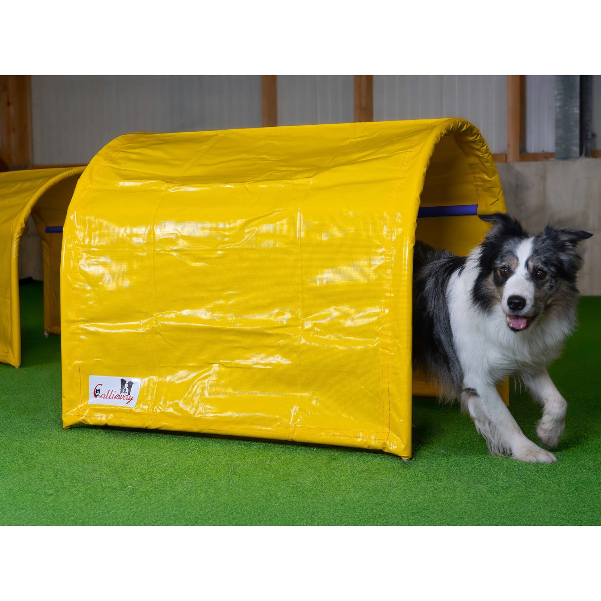 Callieway Hoopers Tunnel aufgebaut auf Trainingswiese