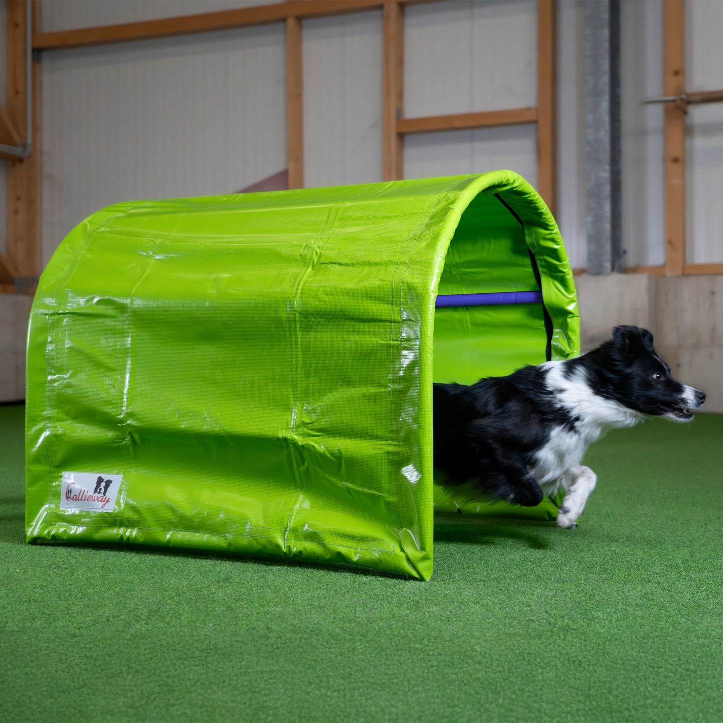 Callieway Hoopers Tunnel im Trainingssetup