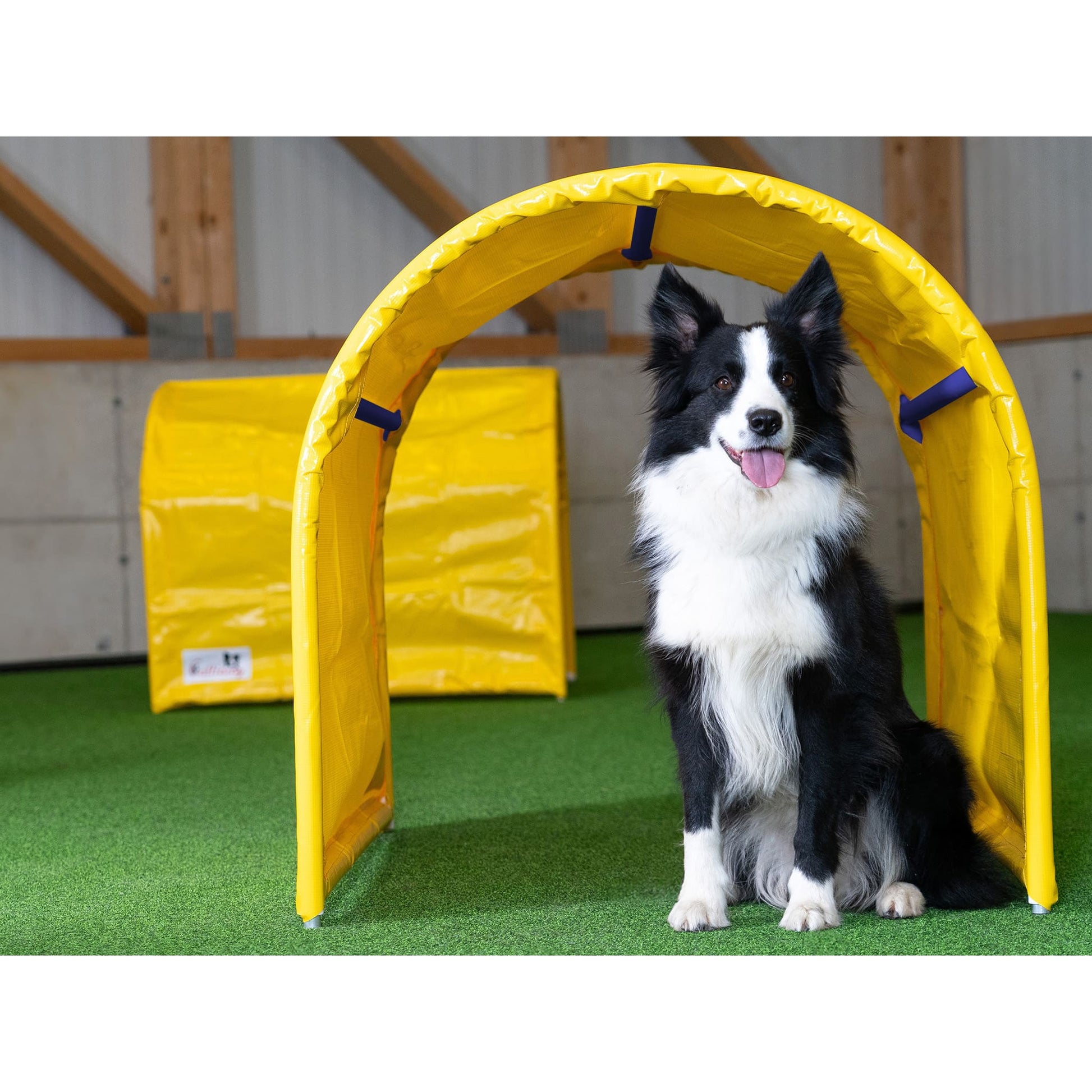 Callieway Hoopers Tunnel mit Hund