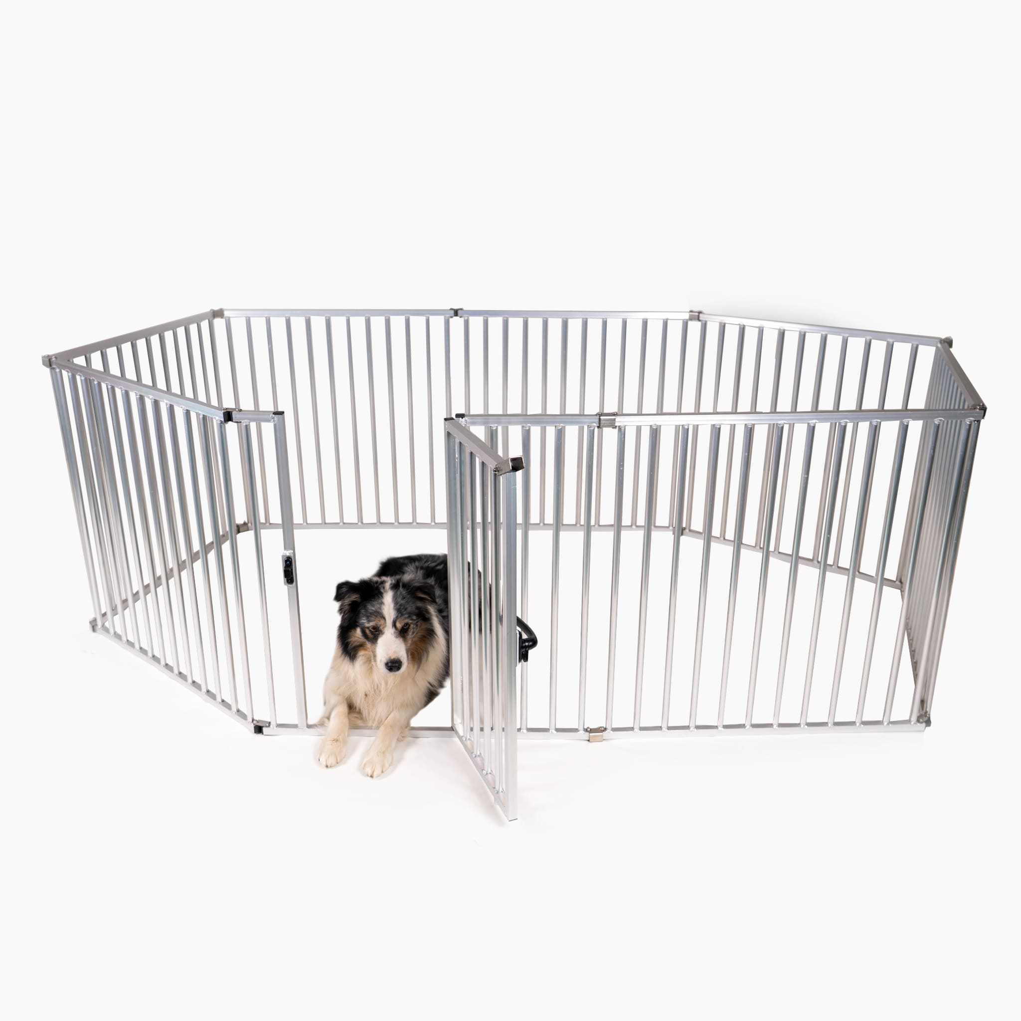 Hund im Callieway Freilaufgehege 80 cm