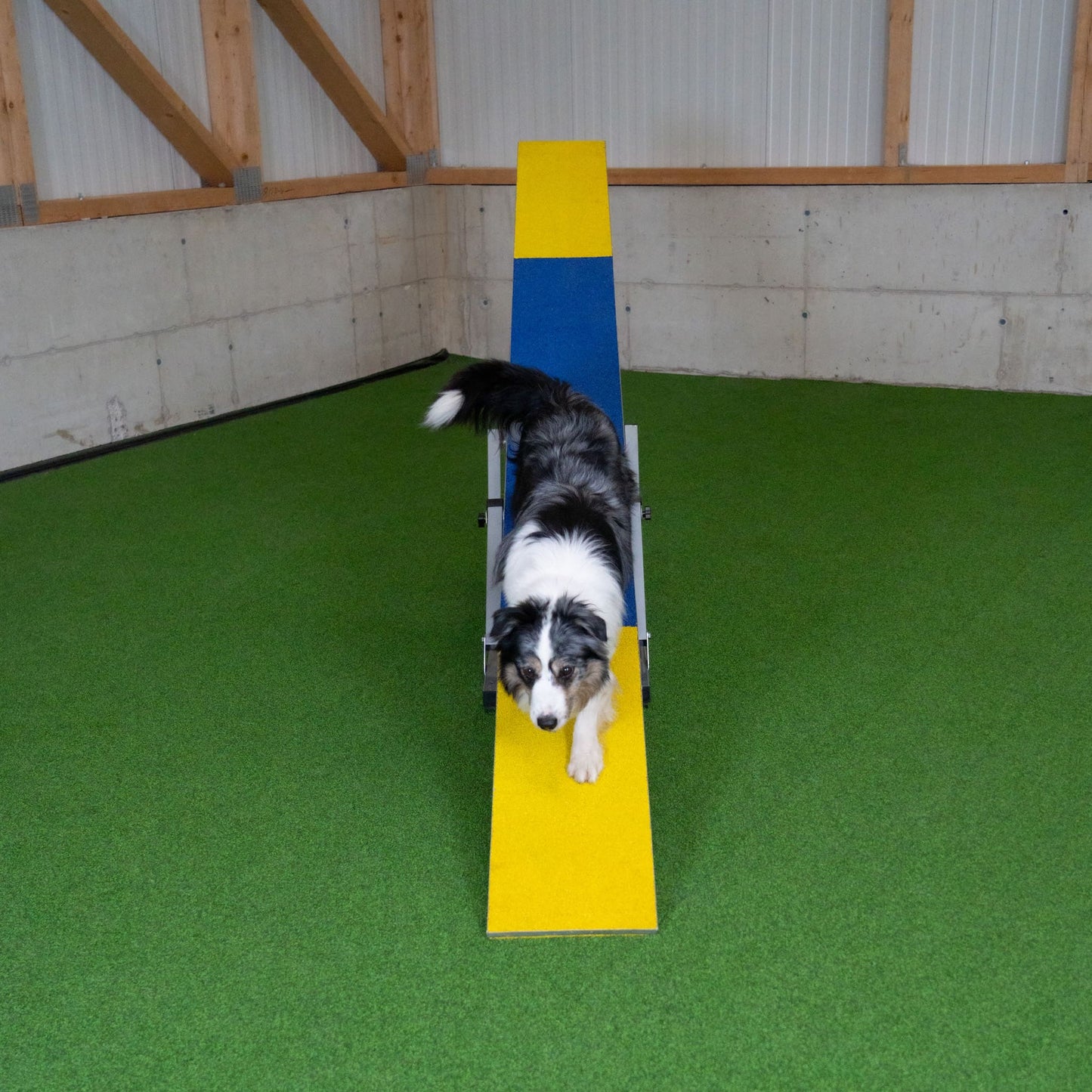 Hund läuft über Callieway Agility Wippe im Training
