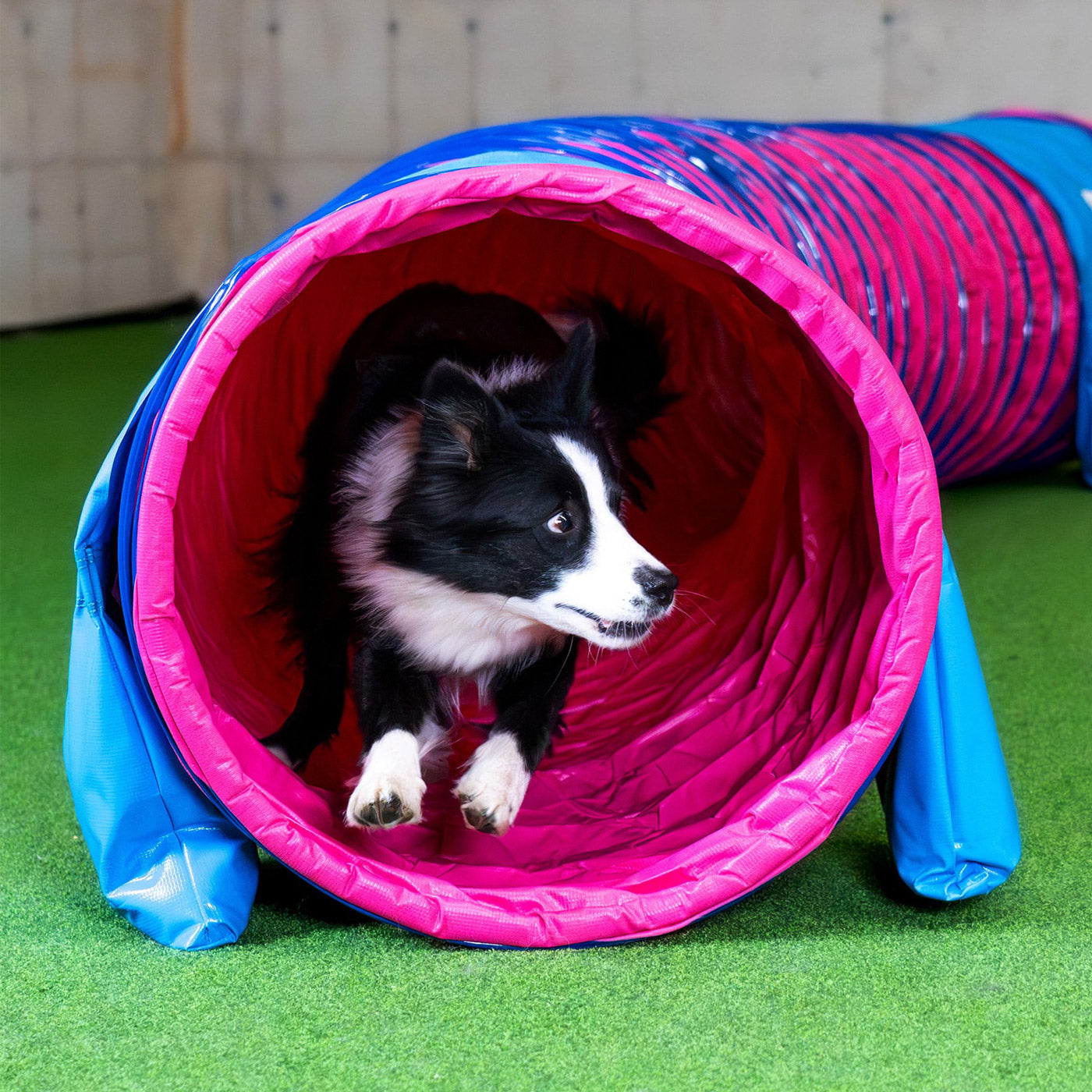 Callieway Agility Kategorie mit Tunnel und Hund