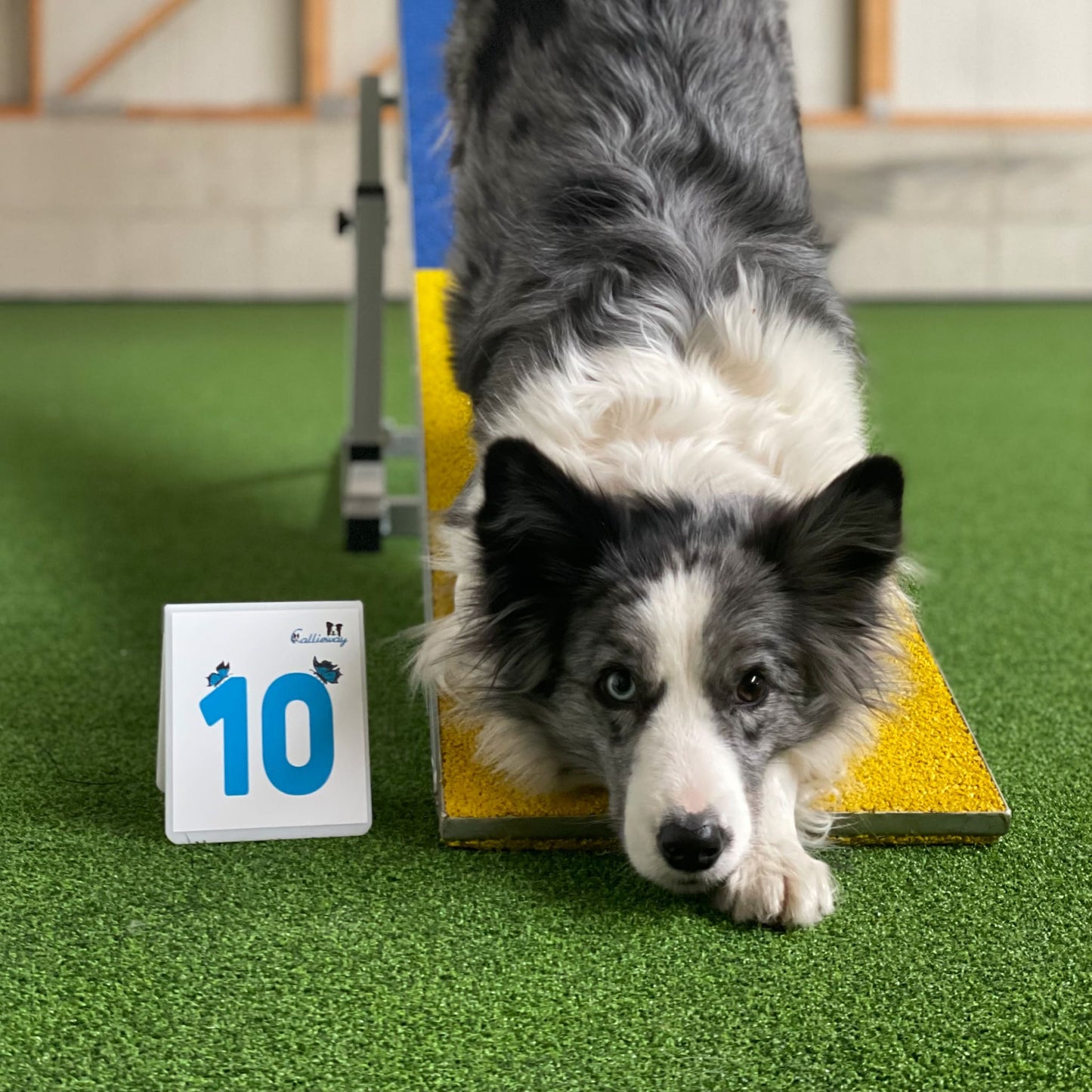 Callieway Parcoursnummer im Agility Training