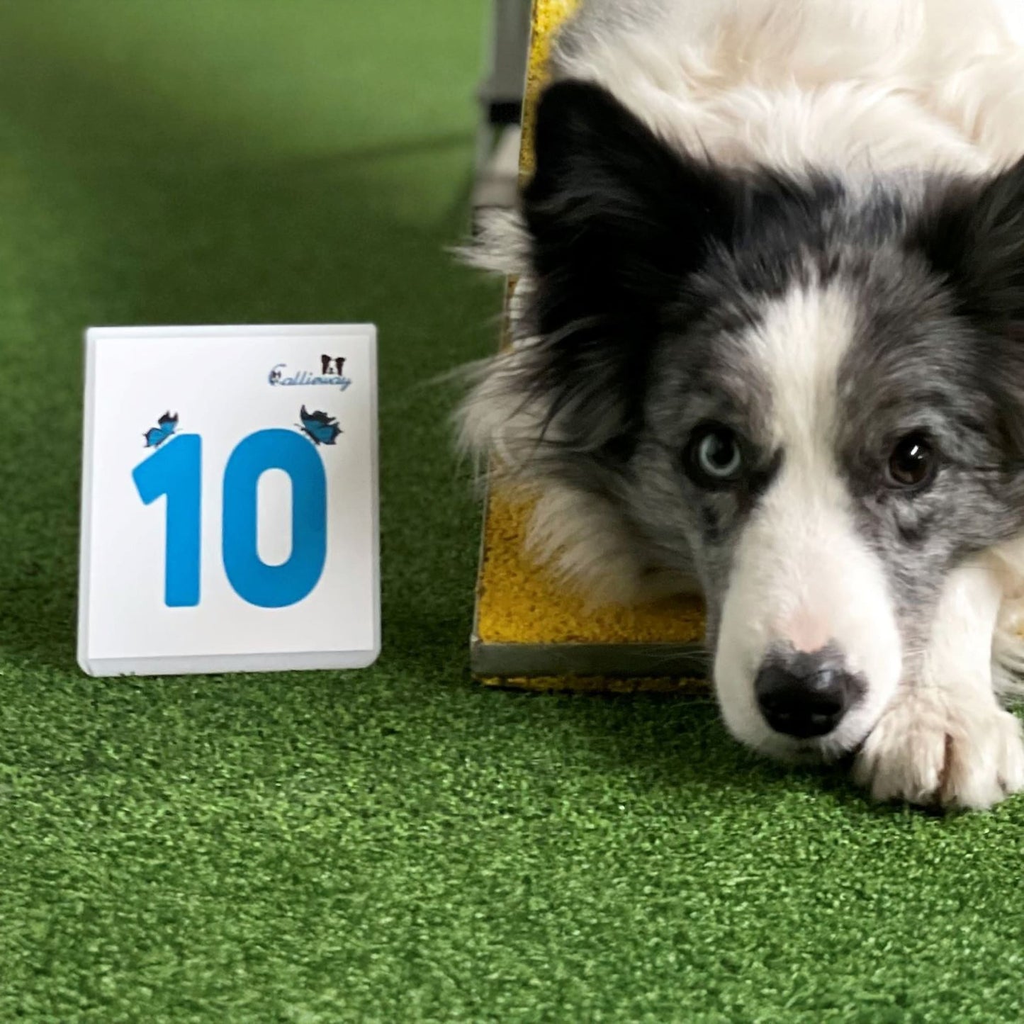 Hund neben Callieway Parcoursnummer im Agility Training