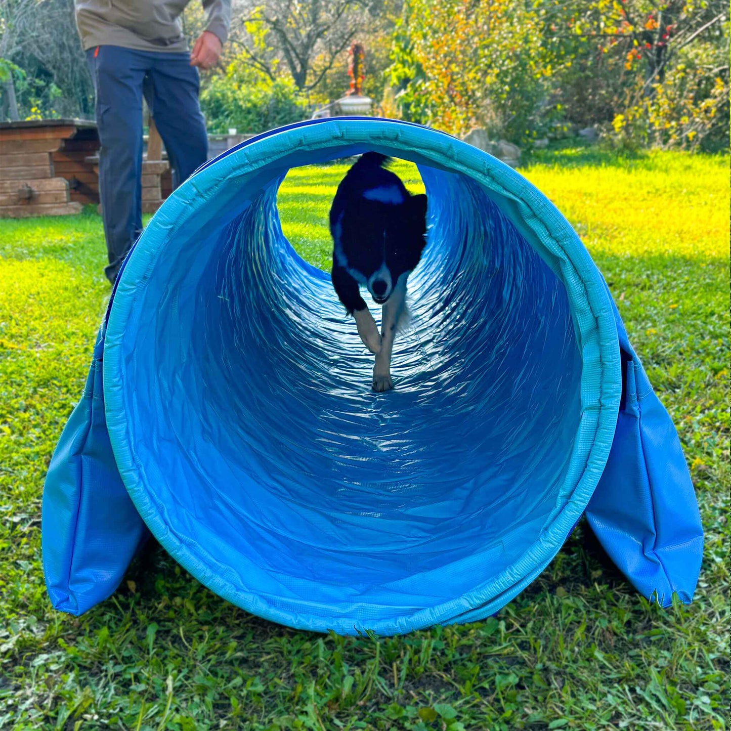 Hund blickt aus Callieway SmartGrip Profi Agility Tunnel Cyan