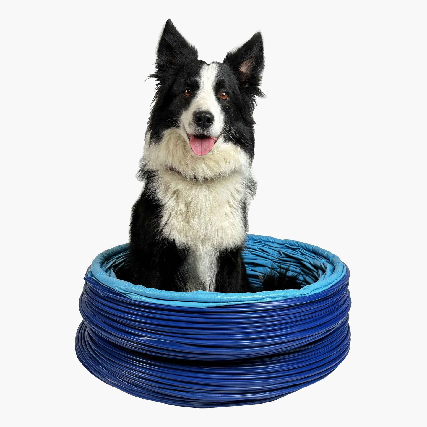 Hund sitzt im Callieway SmartGrip Profi Agility Tunnel Cyan