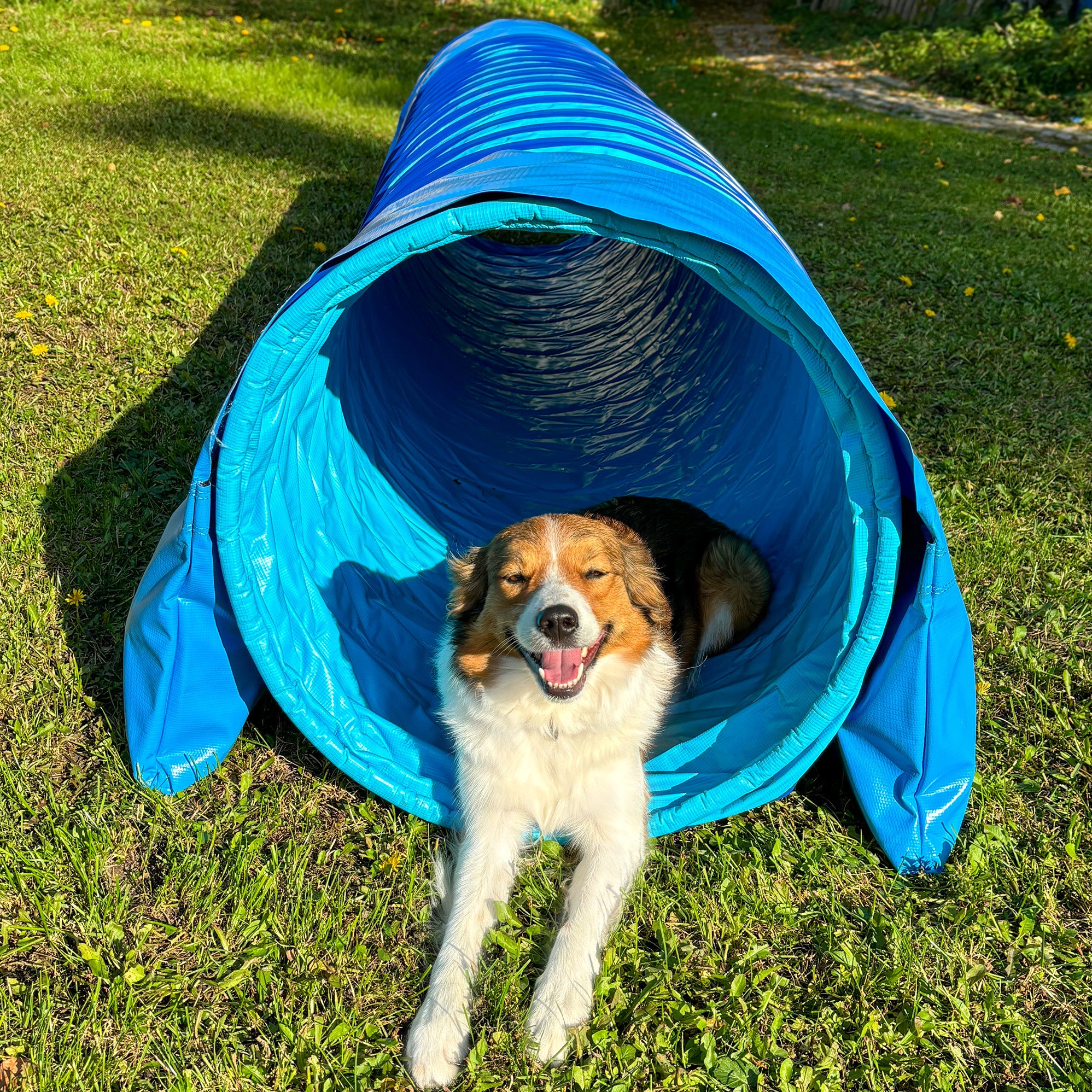 Hund läuft durch Callieway SmartGrip Profi Agility Tunnel cyan auf Trainingswiese