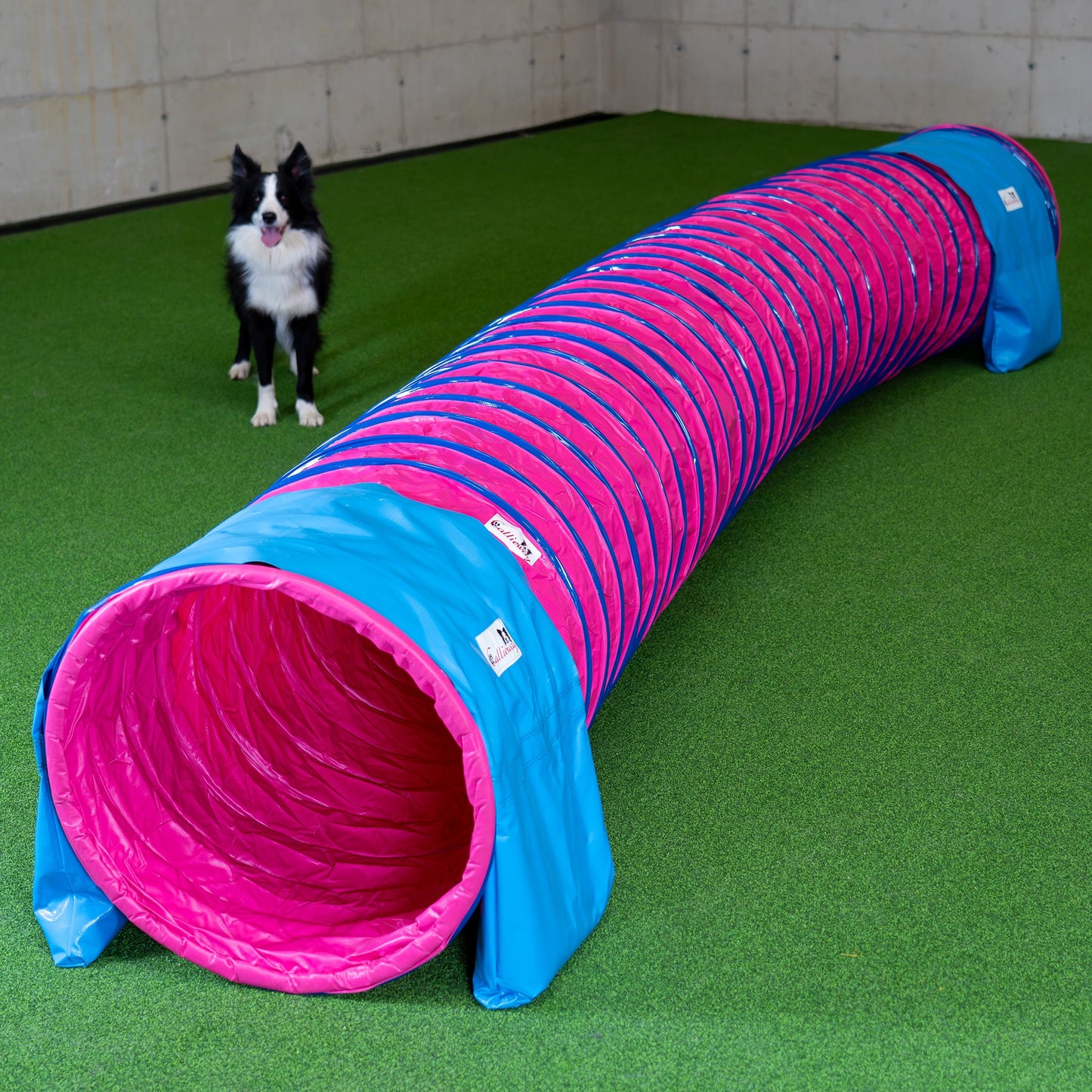 Aufgebauter Callieway SmartGrip Profi Tunnel Fuchsia im Training