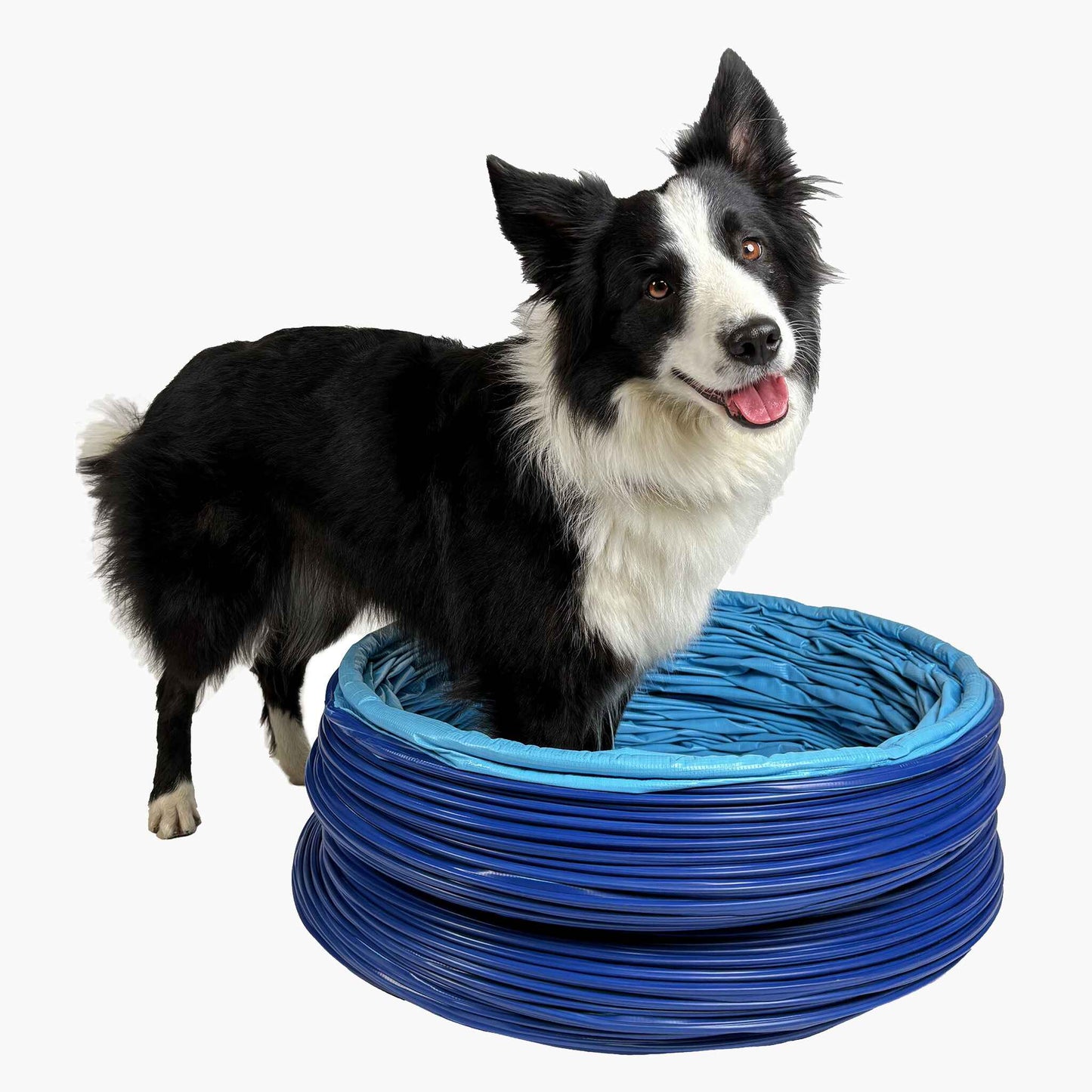 Hund trainiert mit Callieway SmartGrip Profi Agility Tunnel Cyan