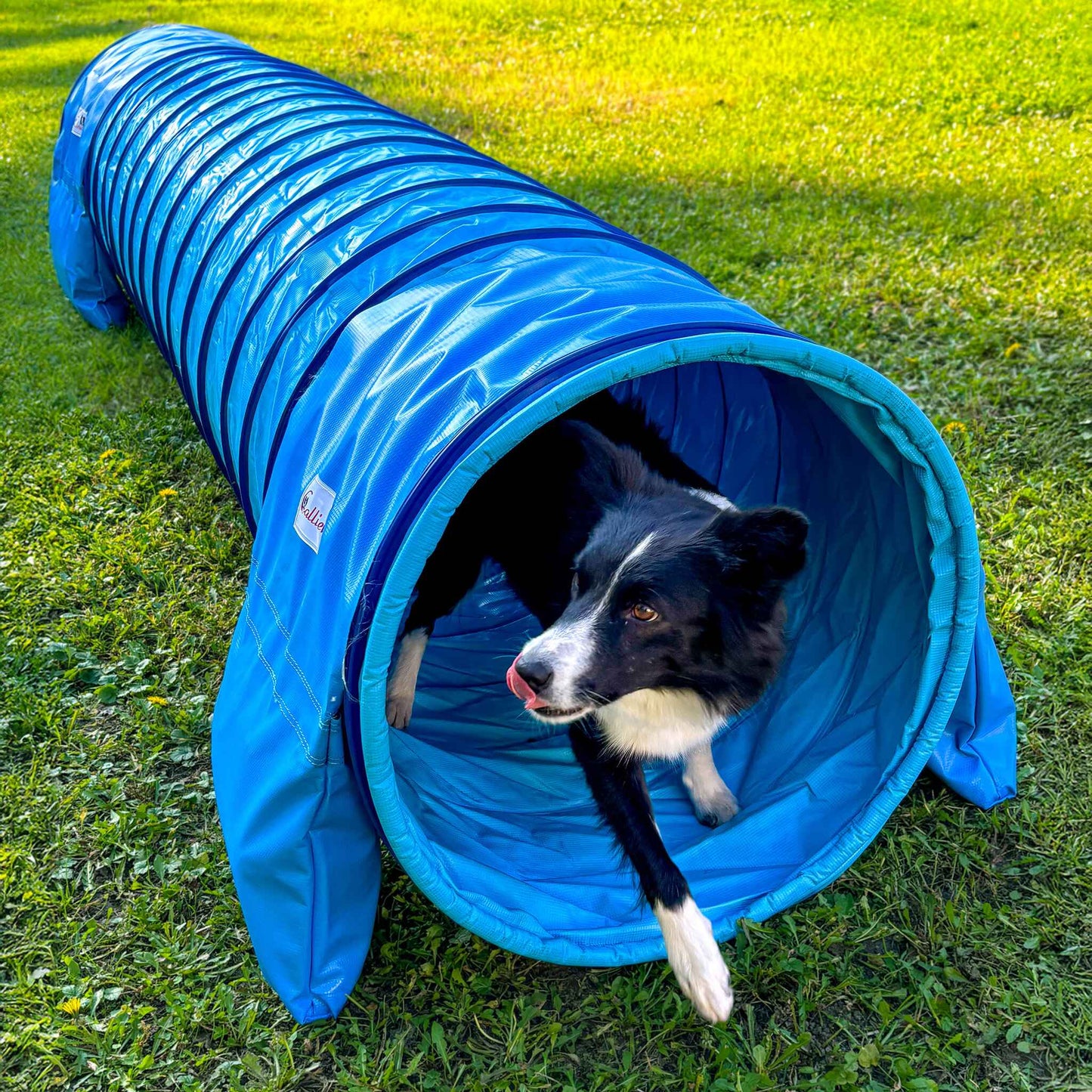Hund läuft durch Callieway SmartGrip Profi Agility Tunnel Cyan