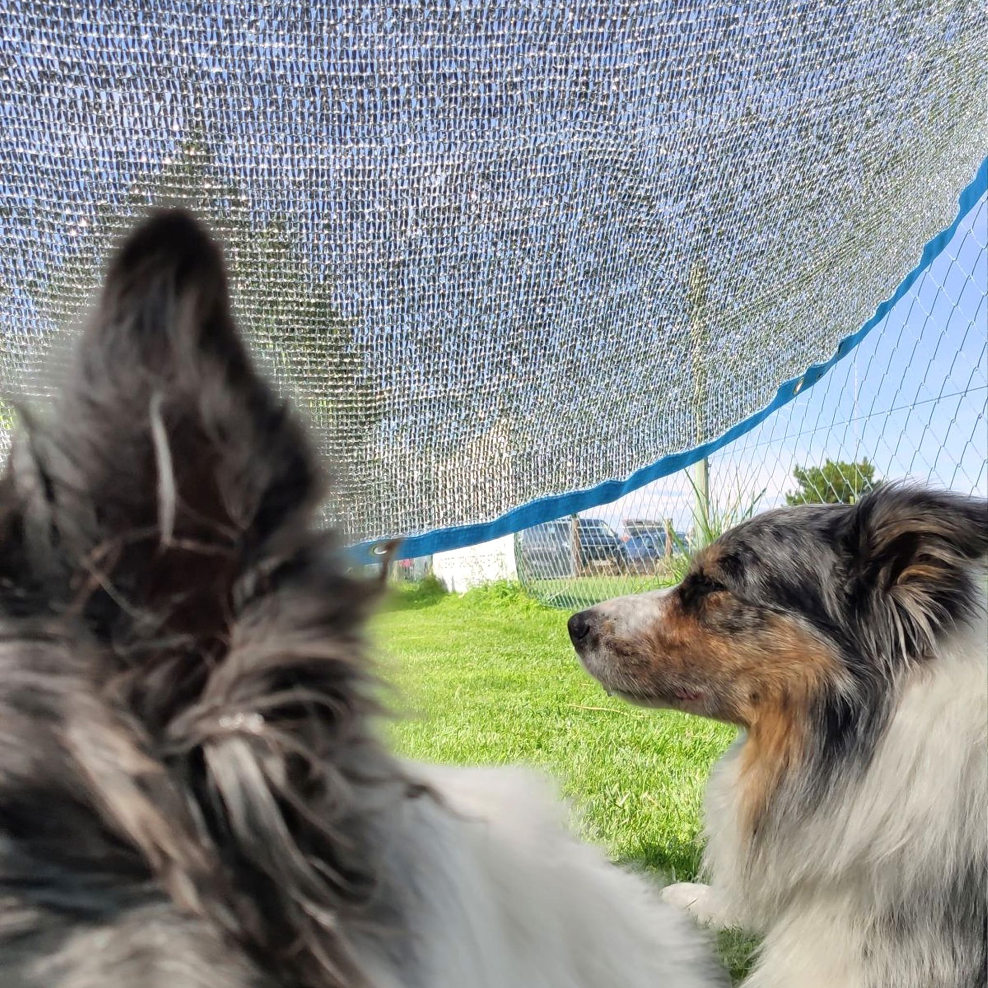 sonnensegel für hunde Sonnenschutznetz „Sun-Flash“ – UV- & Hitzeschutz