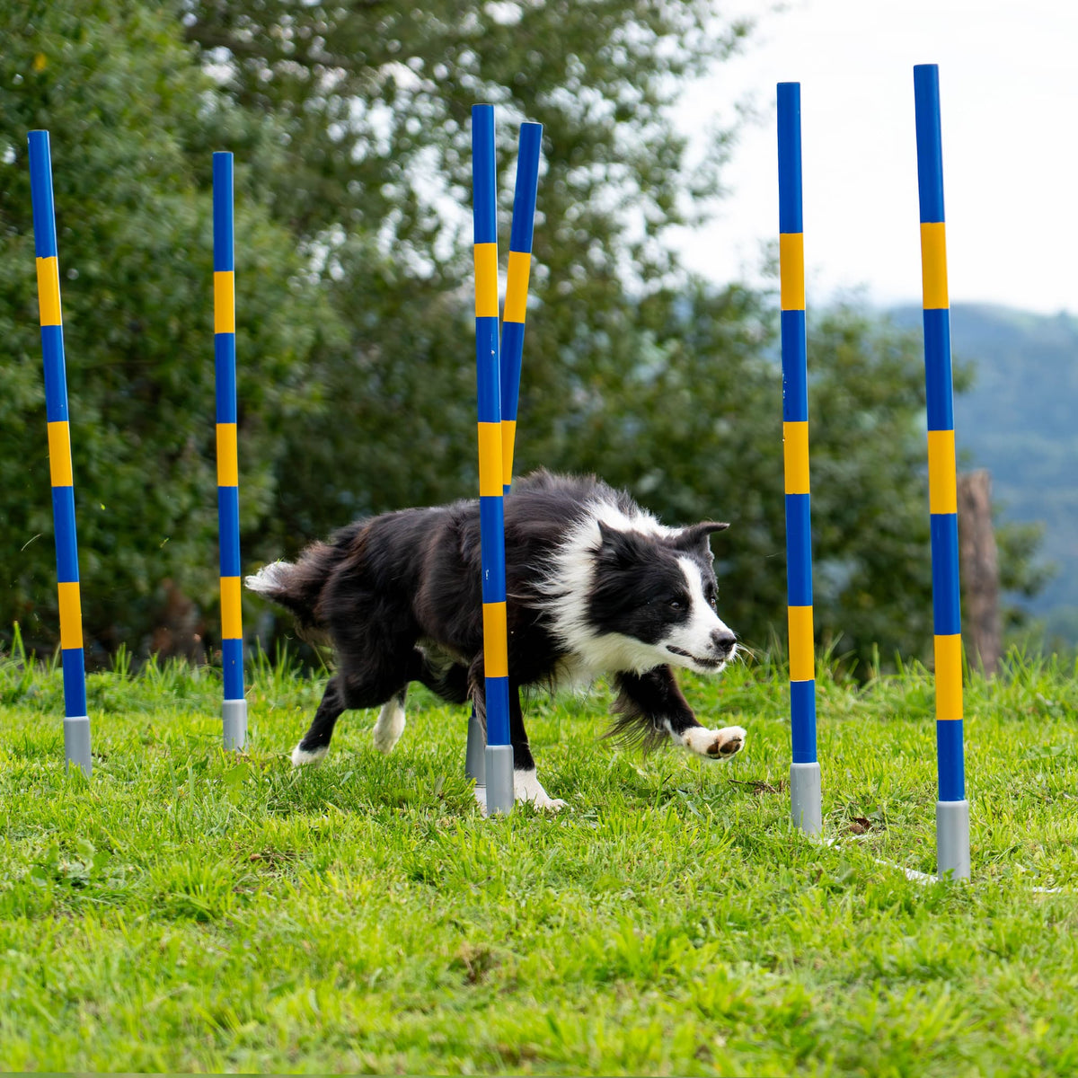 Callieway Trichterslalom slalom set up alongside an agility tunnel