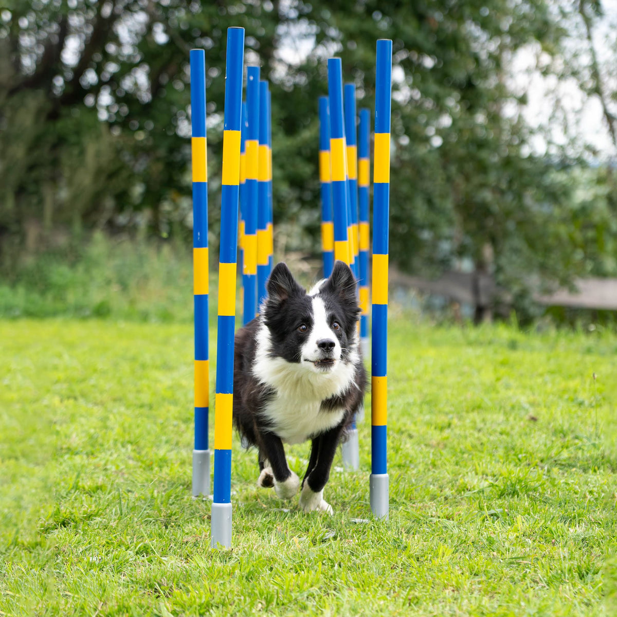 Border Collie running through Callieway Trichterslalom funnel poles