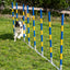 Border Collie weaving through Callieway Trichterslalom funnel poles