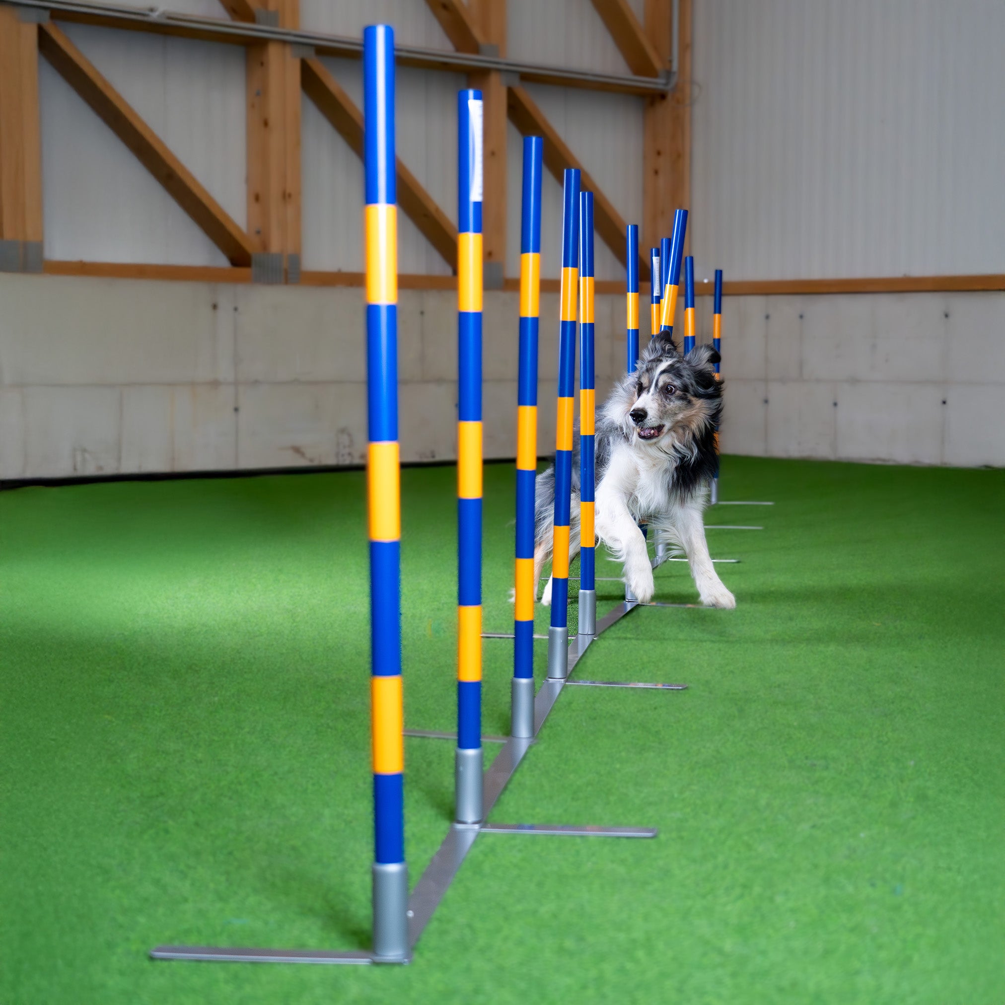 Callieway Agility Trichterslalom im Hundesport Parcours
