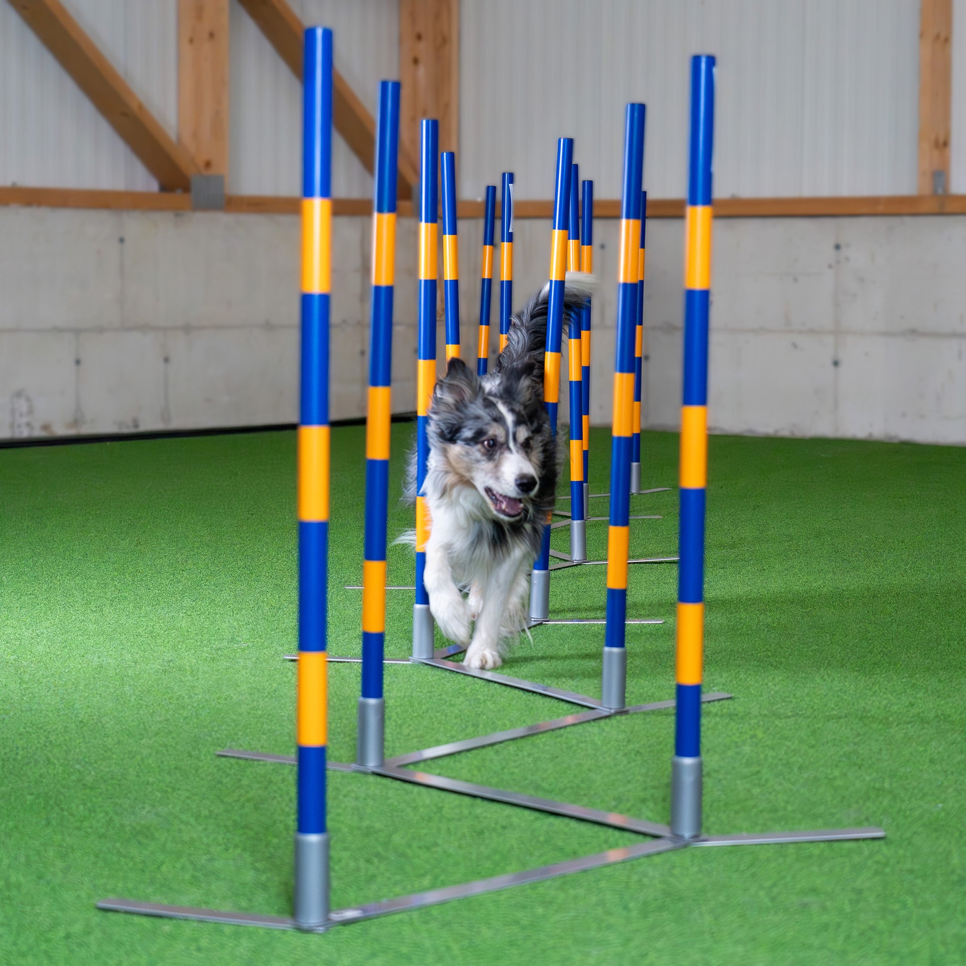 Hund trainiert im Callieway Agility Trichterslalom Parcours