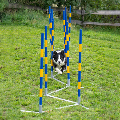 Border Collie weaving through Callieway Trichterslalom funnel poles