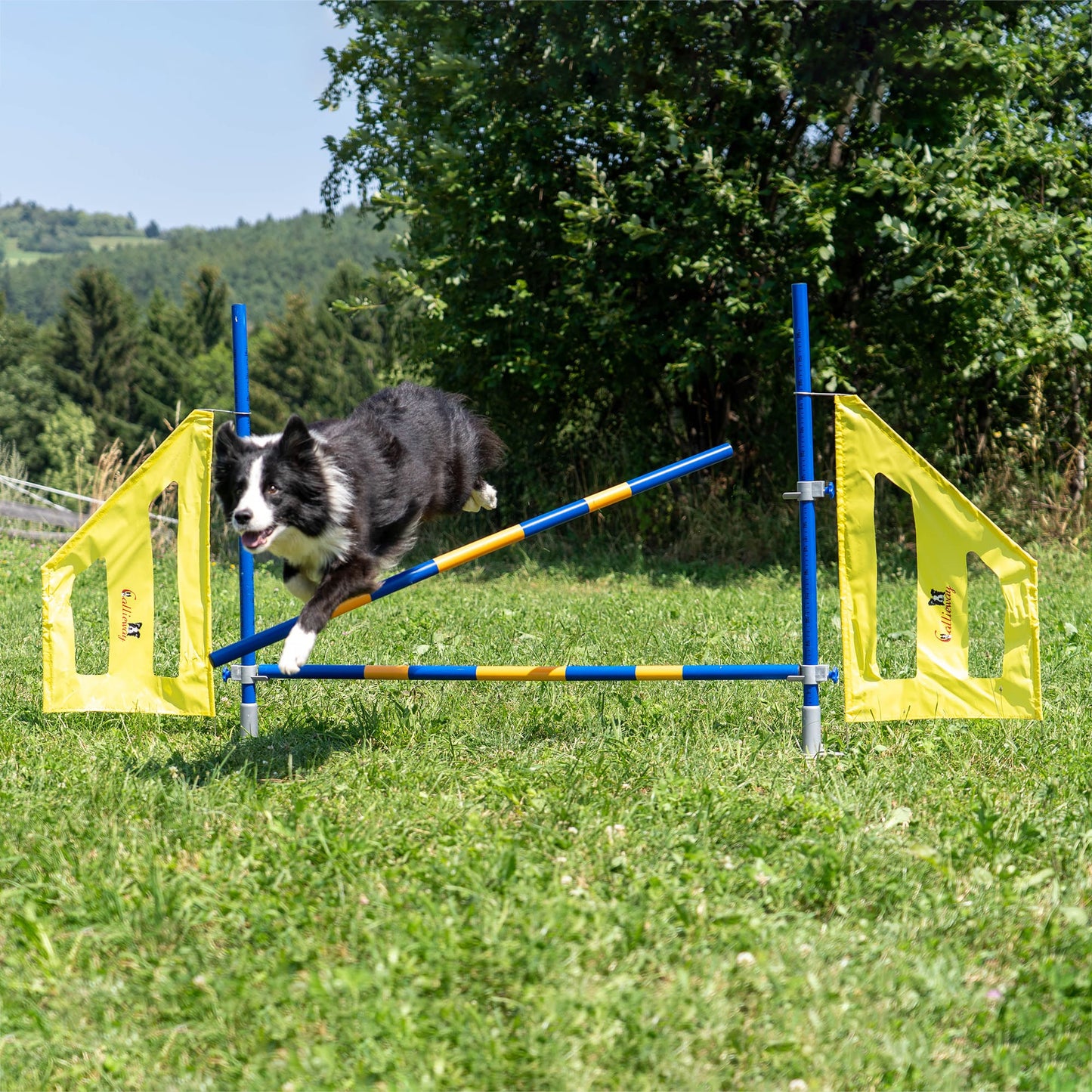 Callieway Hund springt über Hürde und Stange fällt