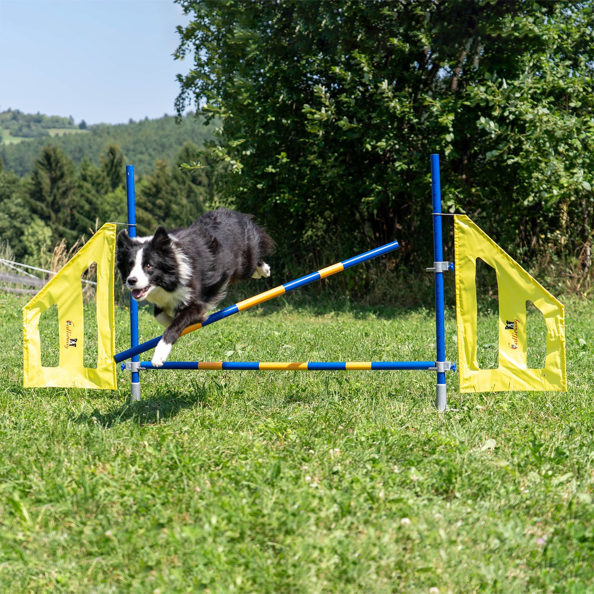 Callieway Hund springt über Hürde und Stange fällt