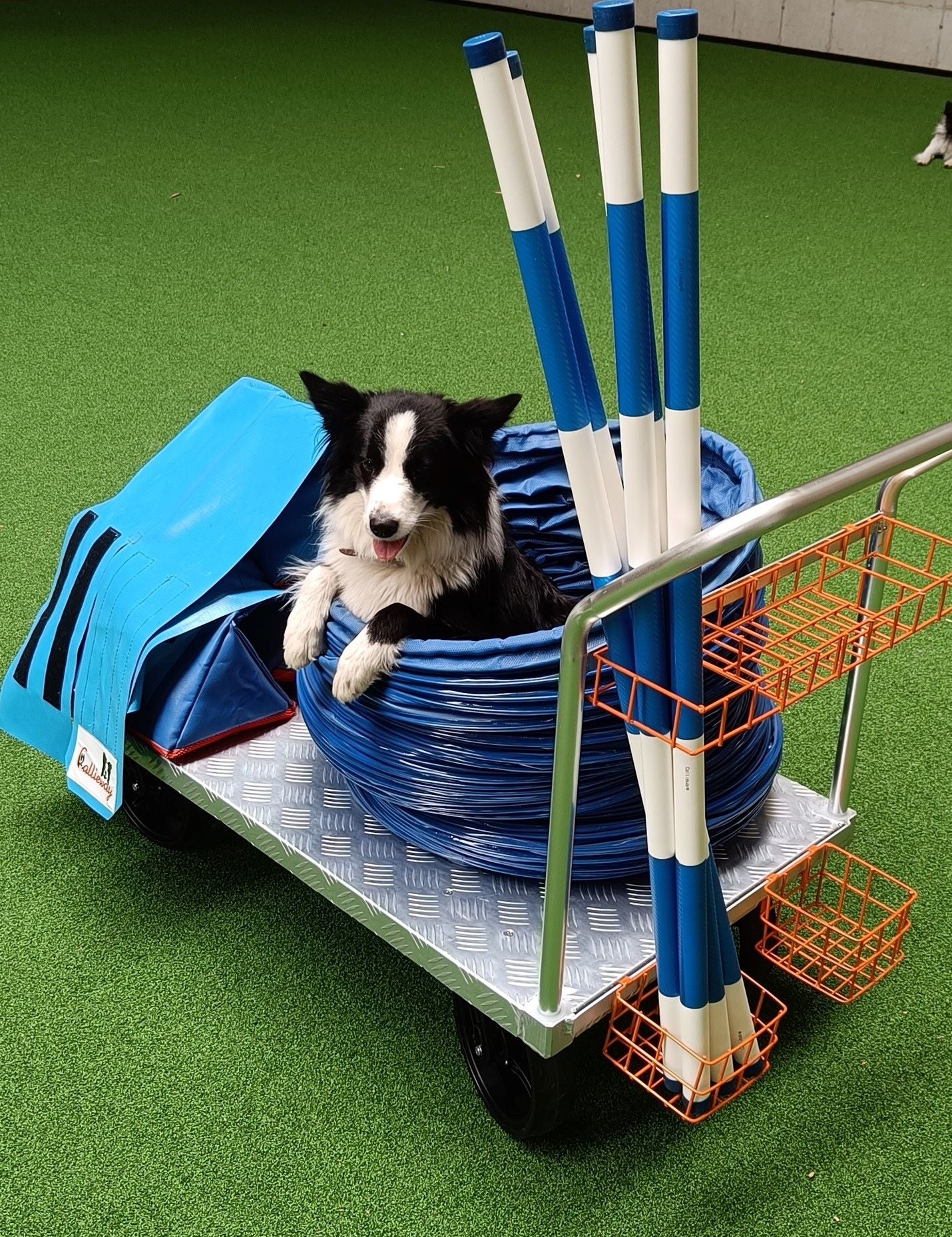 Agility Transportwagen „Bonnie’s Bulli“ Agilitycart