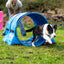Border Collie playing near a fuchsia Callieway Hoopers agility tunnel