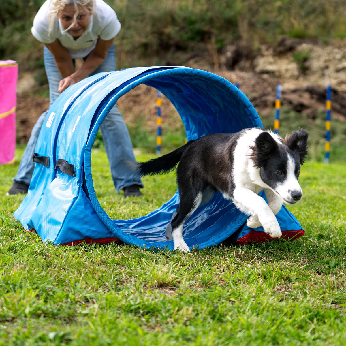 Border Collie playing near a fuchsia Callieway Hoopers agility tunnel