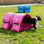 Border Collie running through a fuchsia Callieway Hoopers agility tunnel, 60 cm diameter