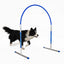 Hund trainiert mit Callieway Hoopers Agility