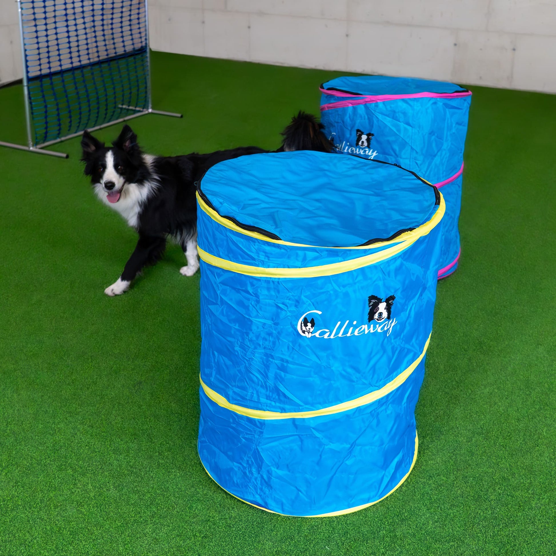 Hund trainiert mit Callieway Hoopers Barrel Blau