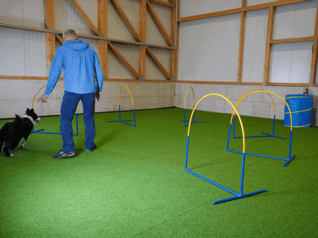 Animation von Hoopers Training mit Callieway Fun Hoops