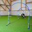 Hund läuft durch Callieway Hoopers Agility Bogen