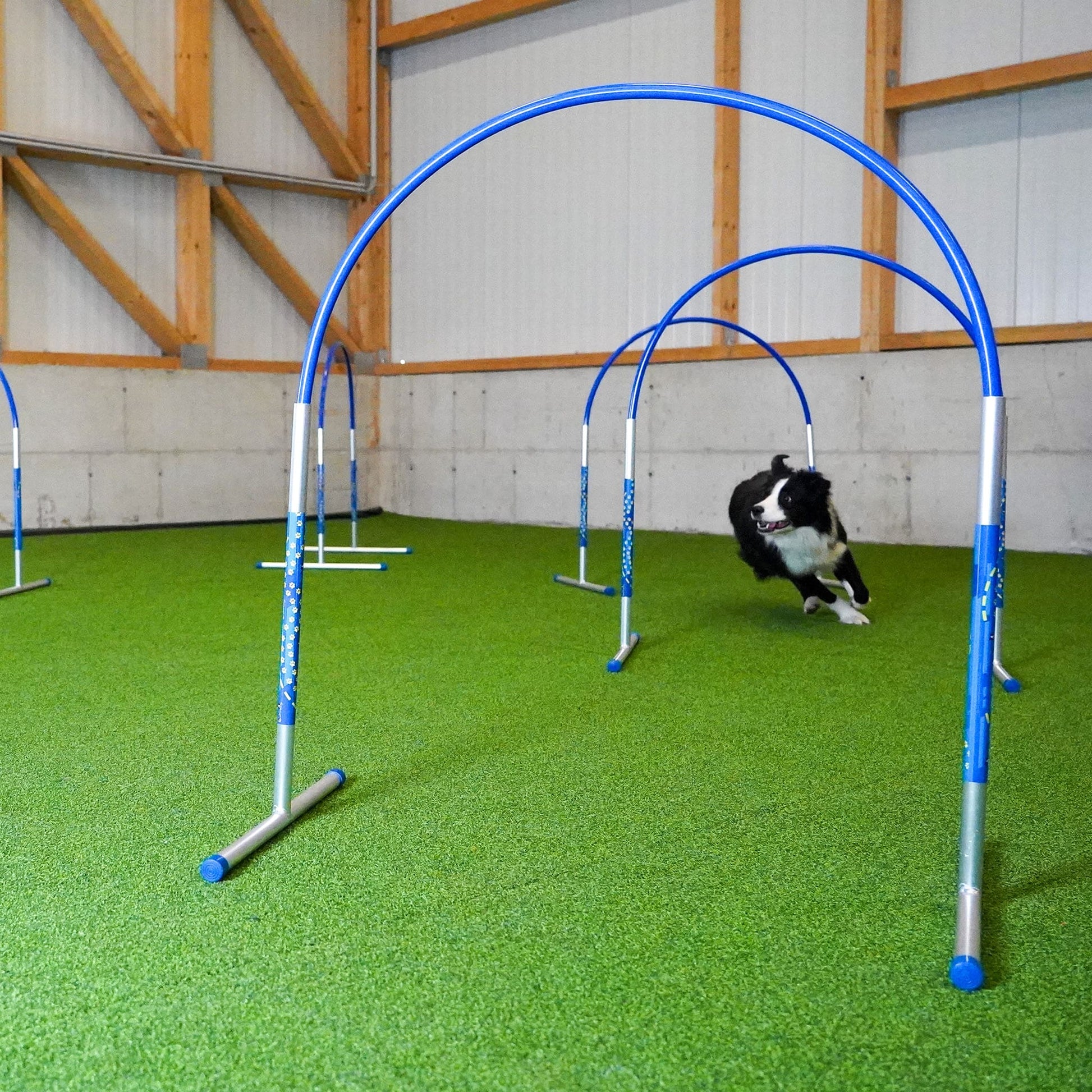 Hund läuft durch Callieway Hoopers Agility Bogen