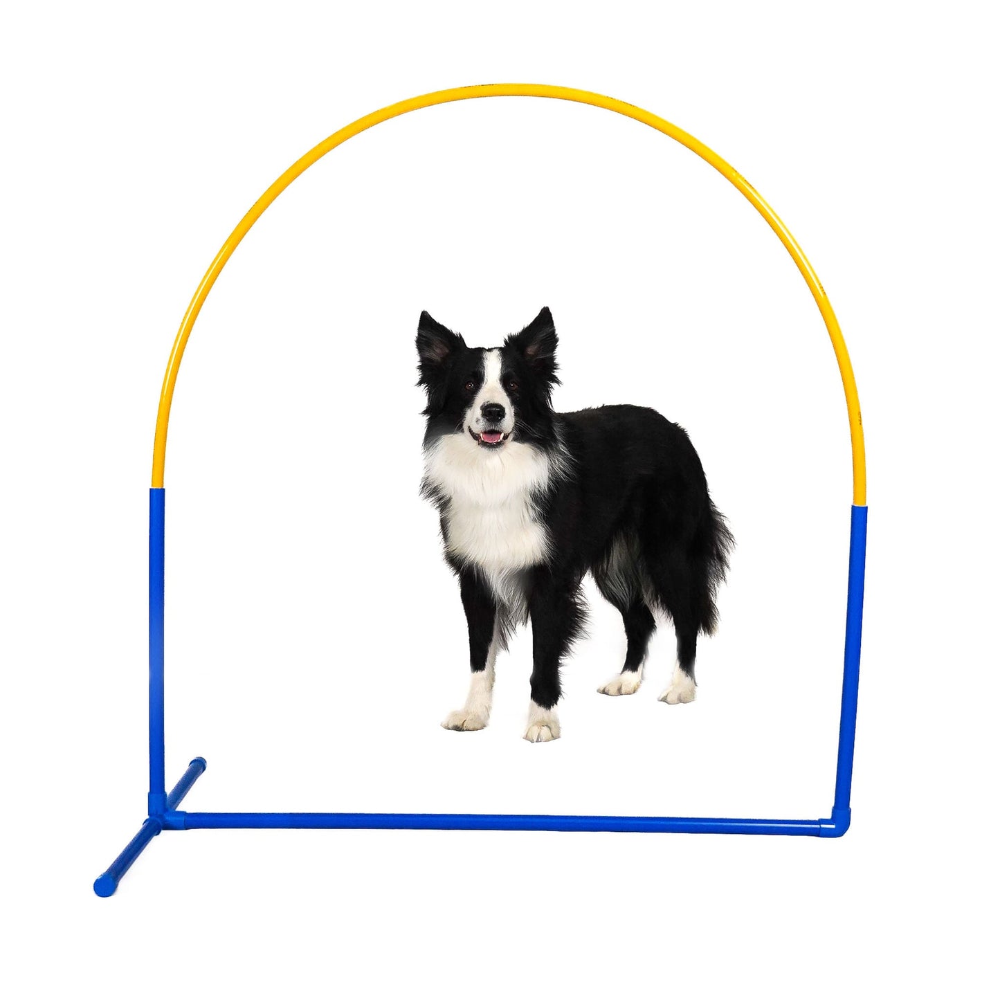 Hund beim Training am Callieway Fun Hoop Hindernis