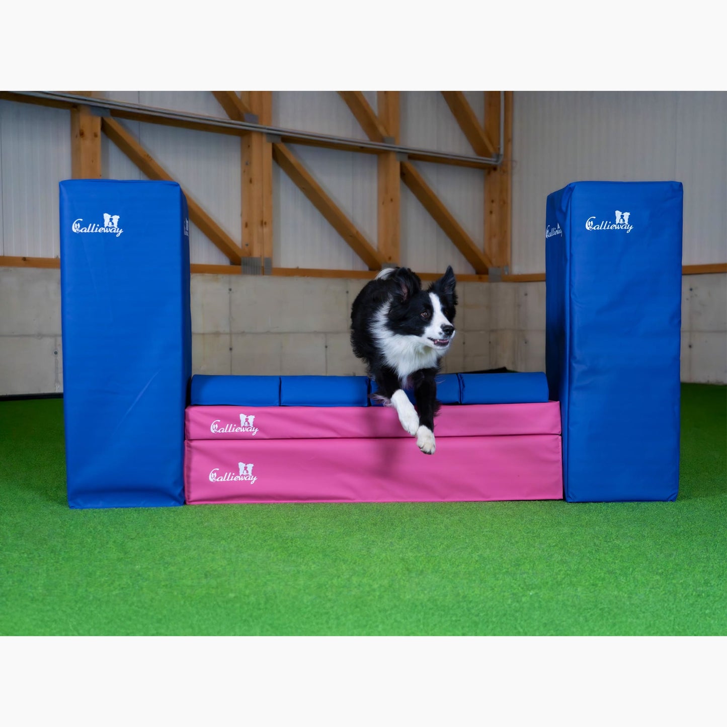 Hund im Agility Training mit Callieway Mauer Hindernis