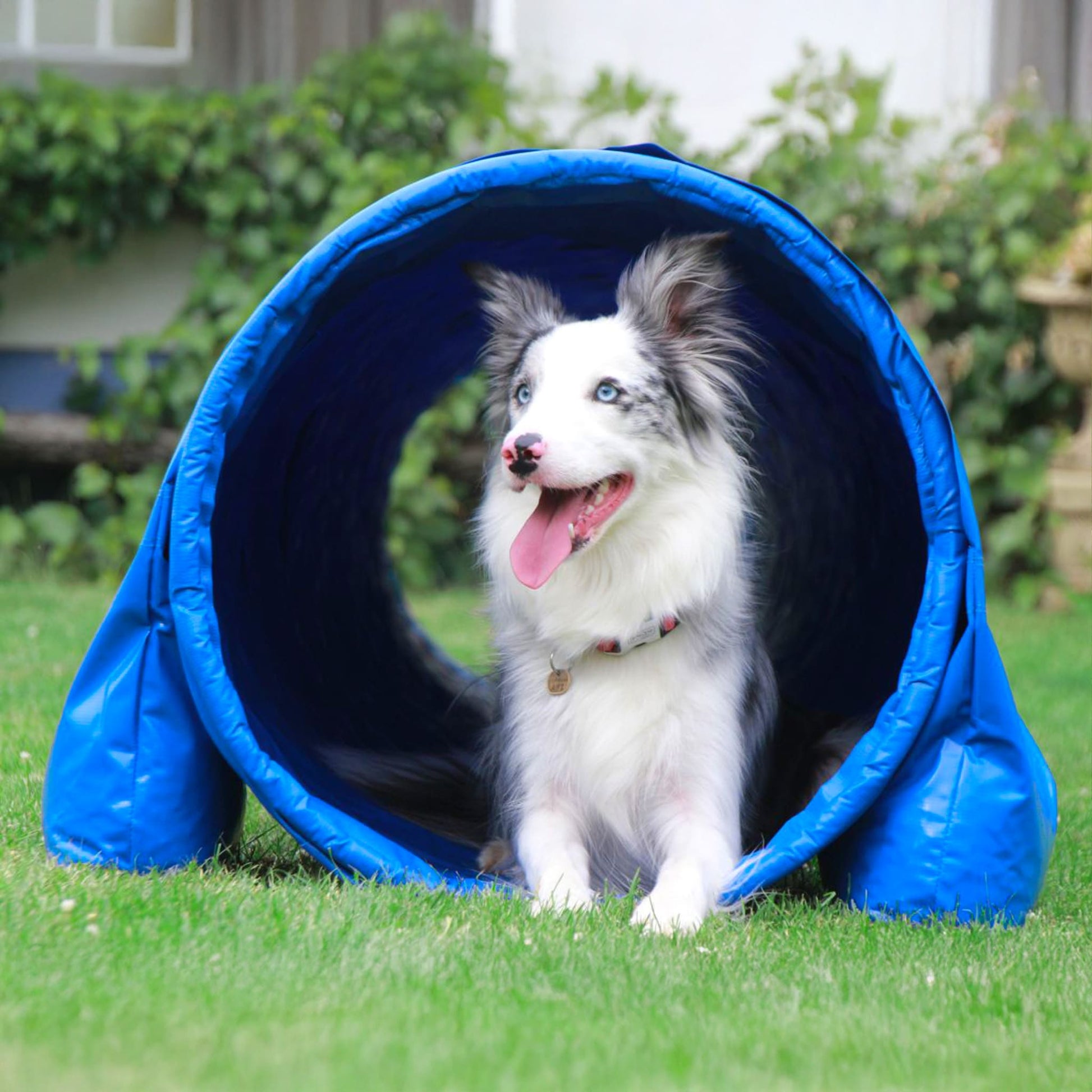 Hund läuft durch Callieway SmartGrip Agility Tunnel Blau
