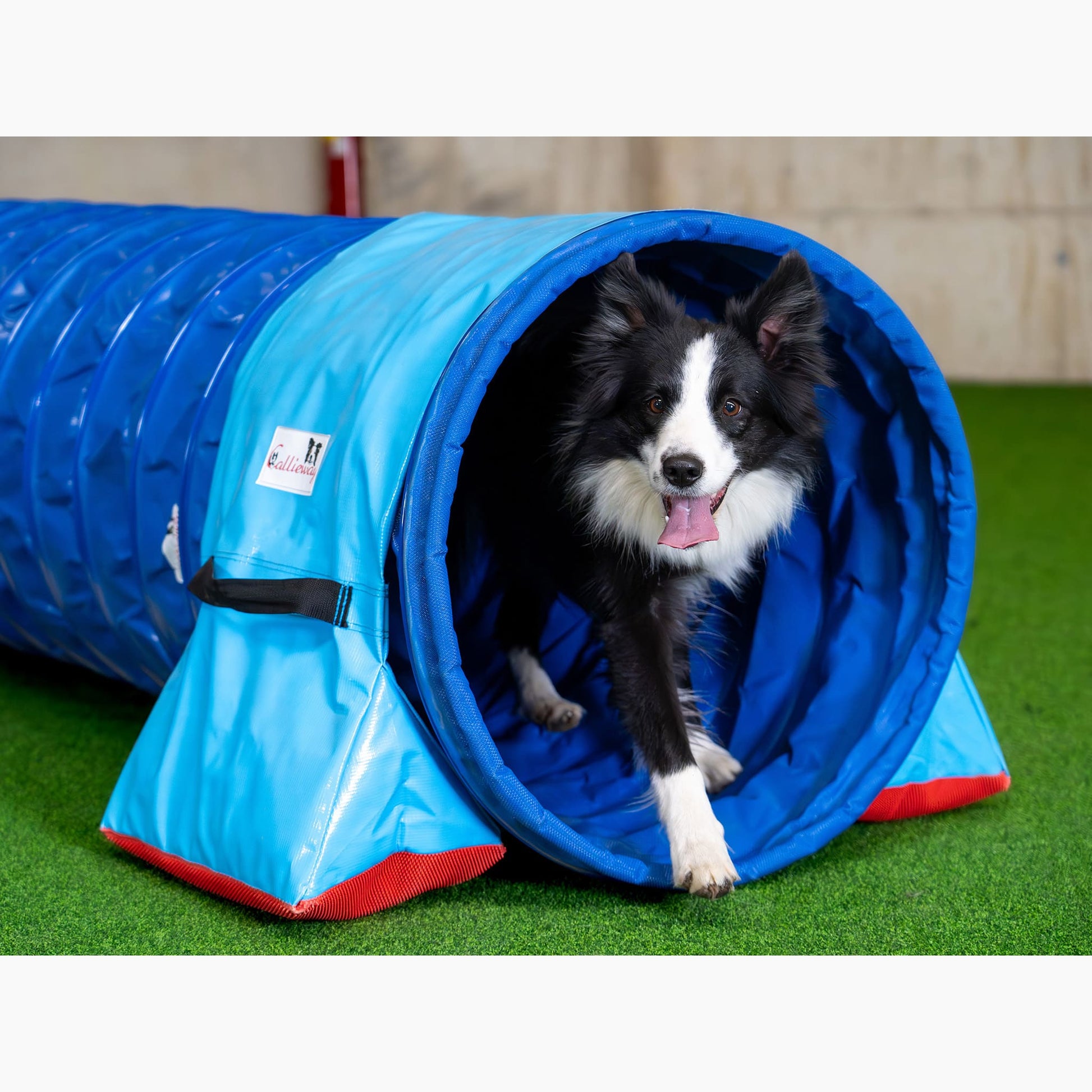 Hund läuft durch Callieway FullGrip Agility Tunnel Blau 6 m