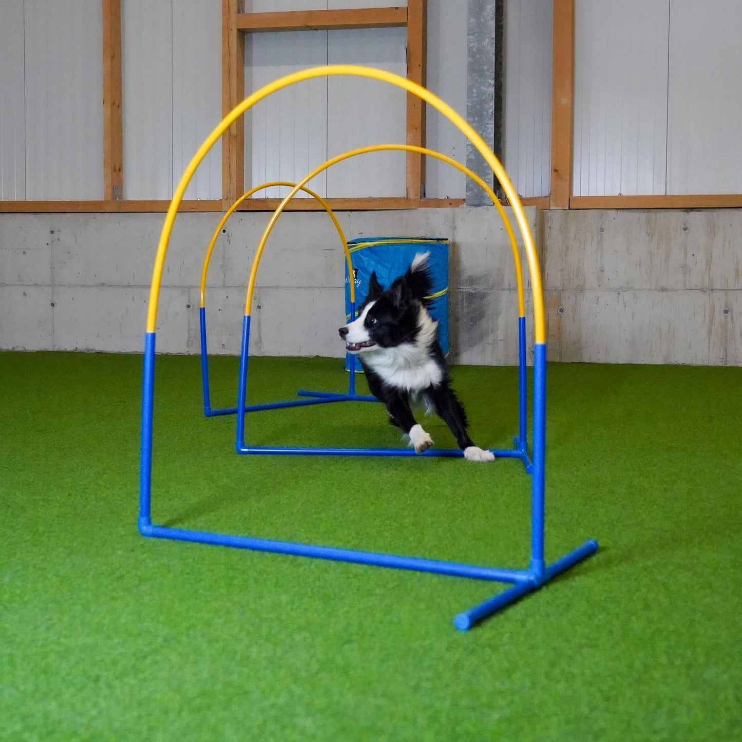 Hund läuft durch Callieway Fun Hoop Hoopers Hindernis im Training