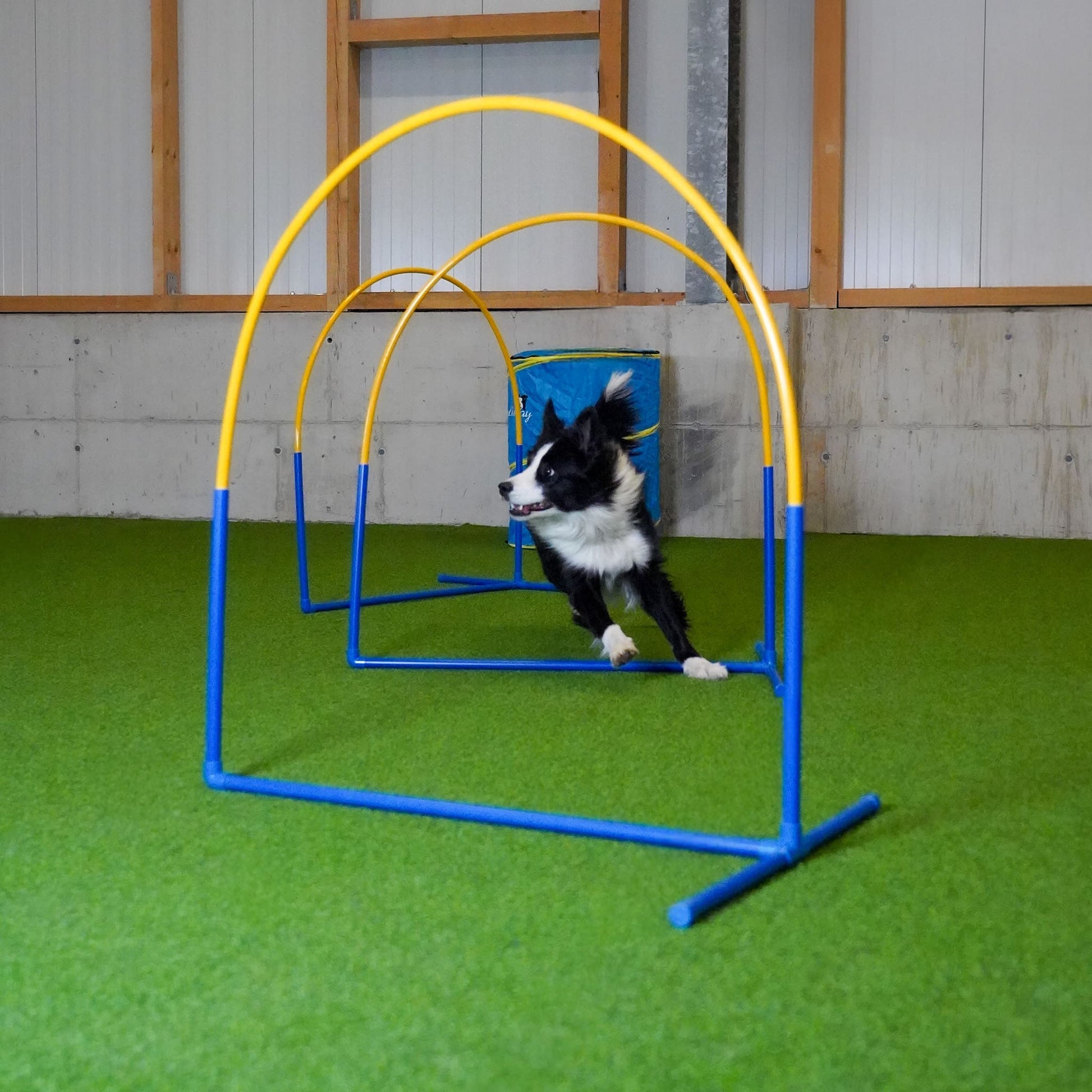 Hund läuft durch Callieway Fun Hoop Hoopers Hindernis im Training