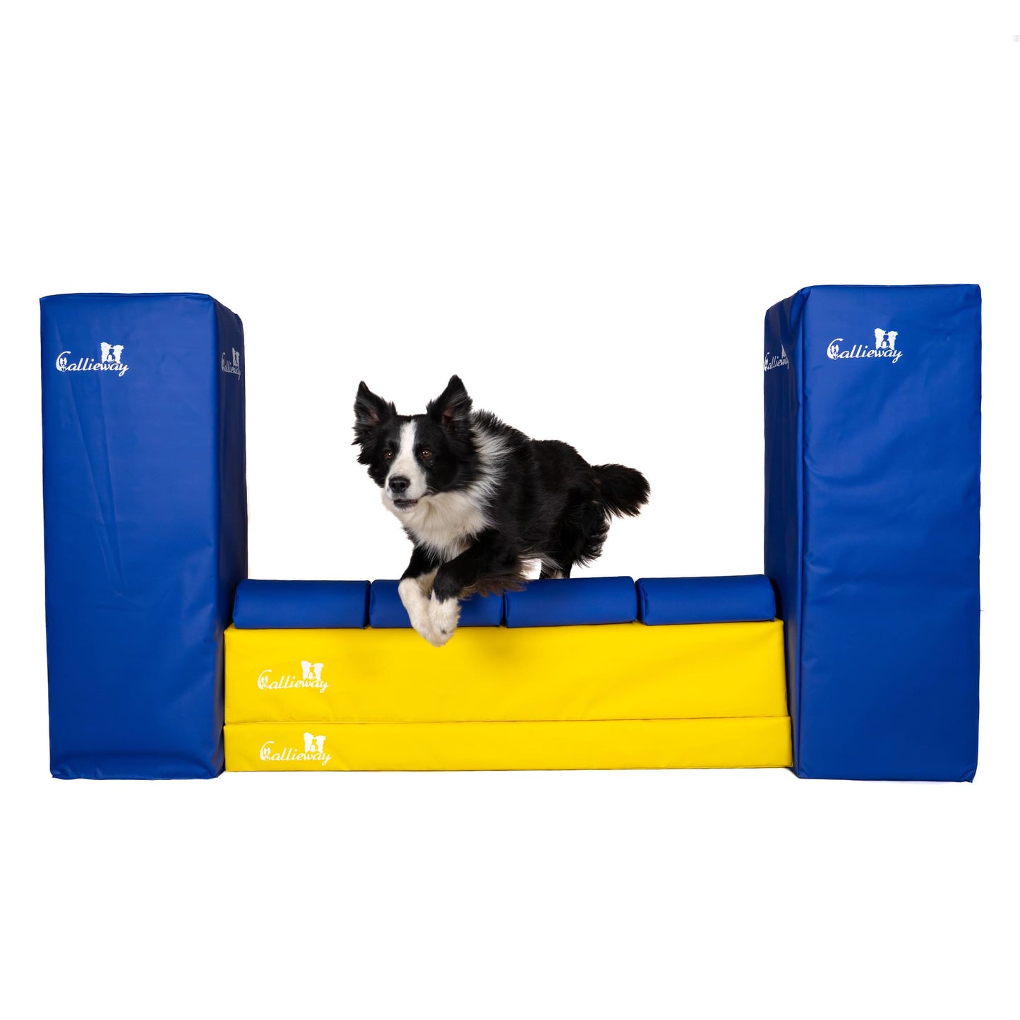 Hund im Training über Callieway Agility Mauer Hindernis