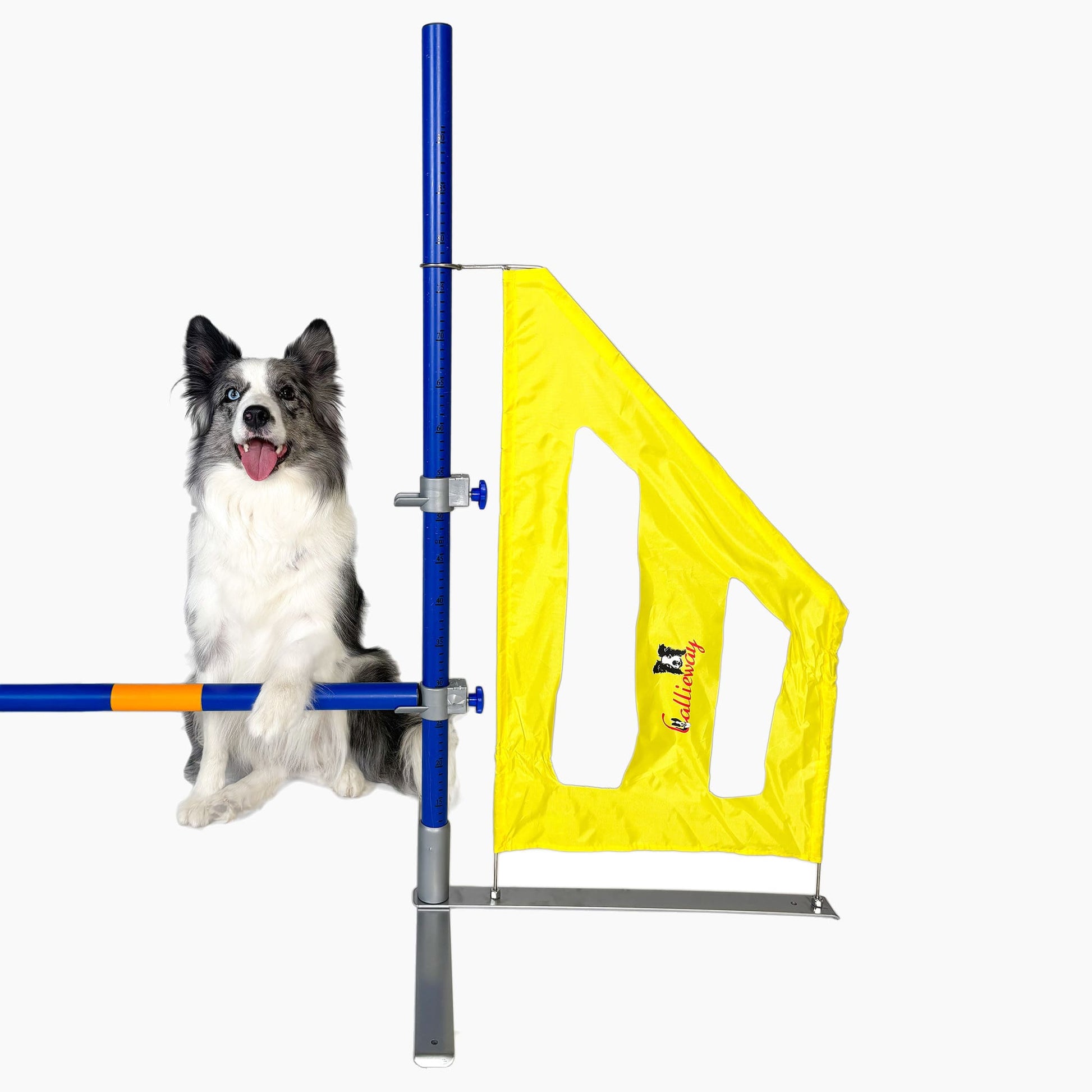 Hund springt über Callieway Fun Hürde im Agility Training