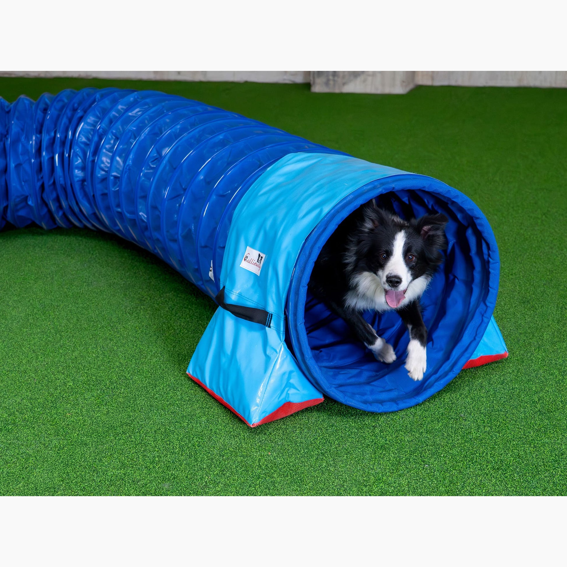 Hund kommt aus Callieway FullGrip Agility Tunnel Blau