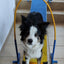 Führungsbögen (2er-Set) für Agility Running Contact Training