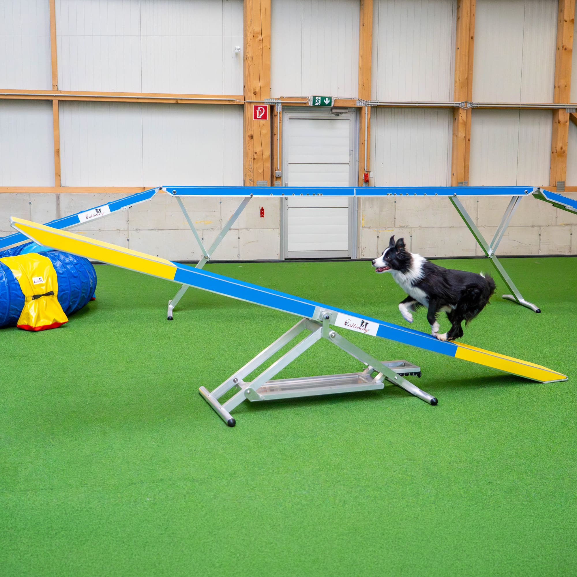Dog running across Callieway agility seesaw during training session