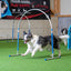 border collie in azione su prato con cerchio alu per agility hooper