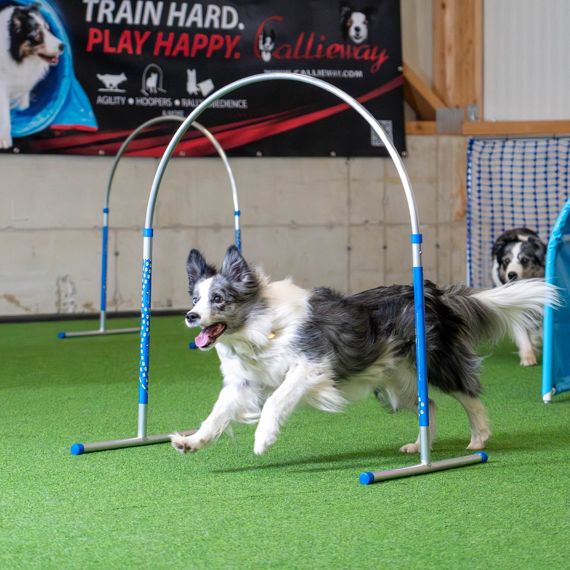 border collie in azione su prato con cerchio alu per agility hooper
