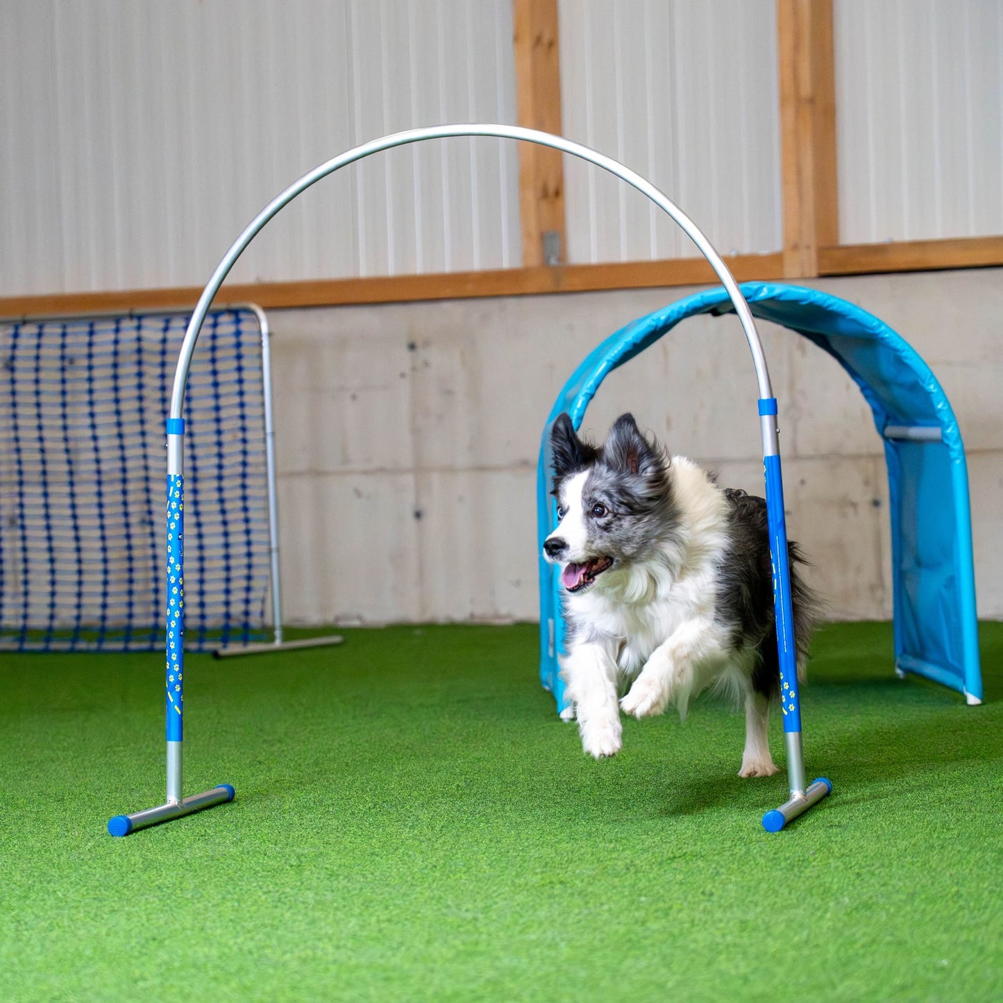 cane che corre attraverso un cerchio di agility per cani