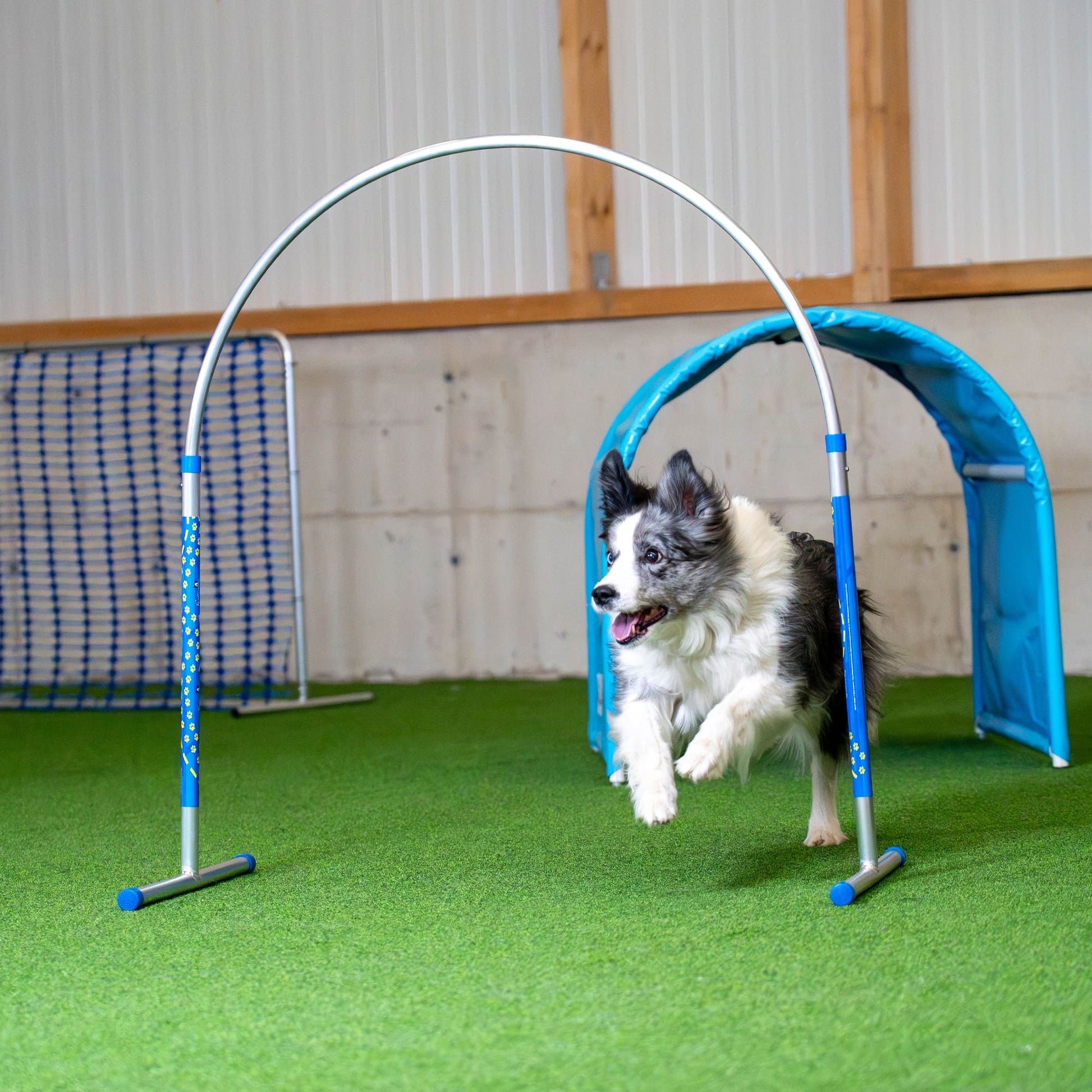cane che corre attraverso un cerchio di agility per cani