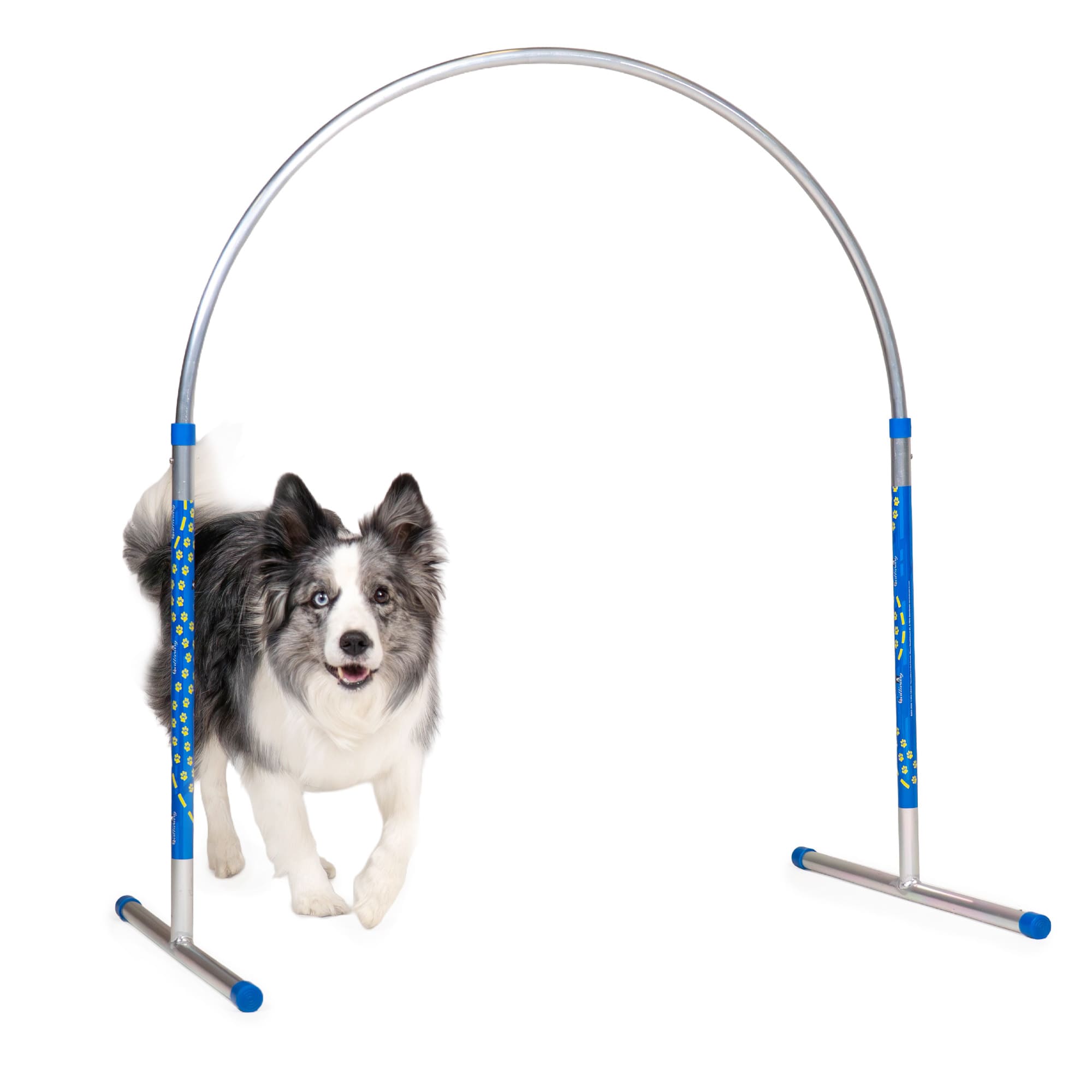 Border Collie running through the Callieway ALU Hoop during agility training, side angle