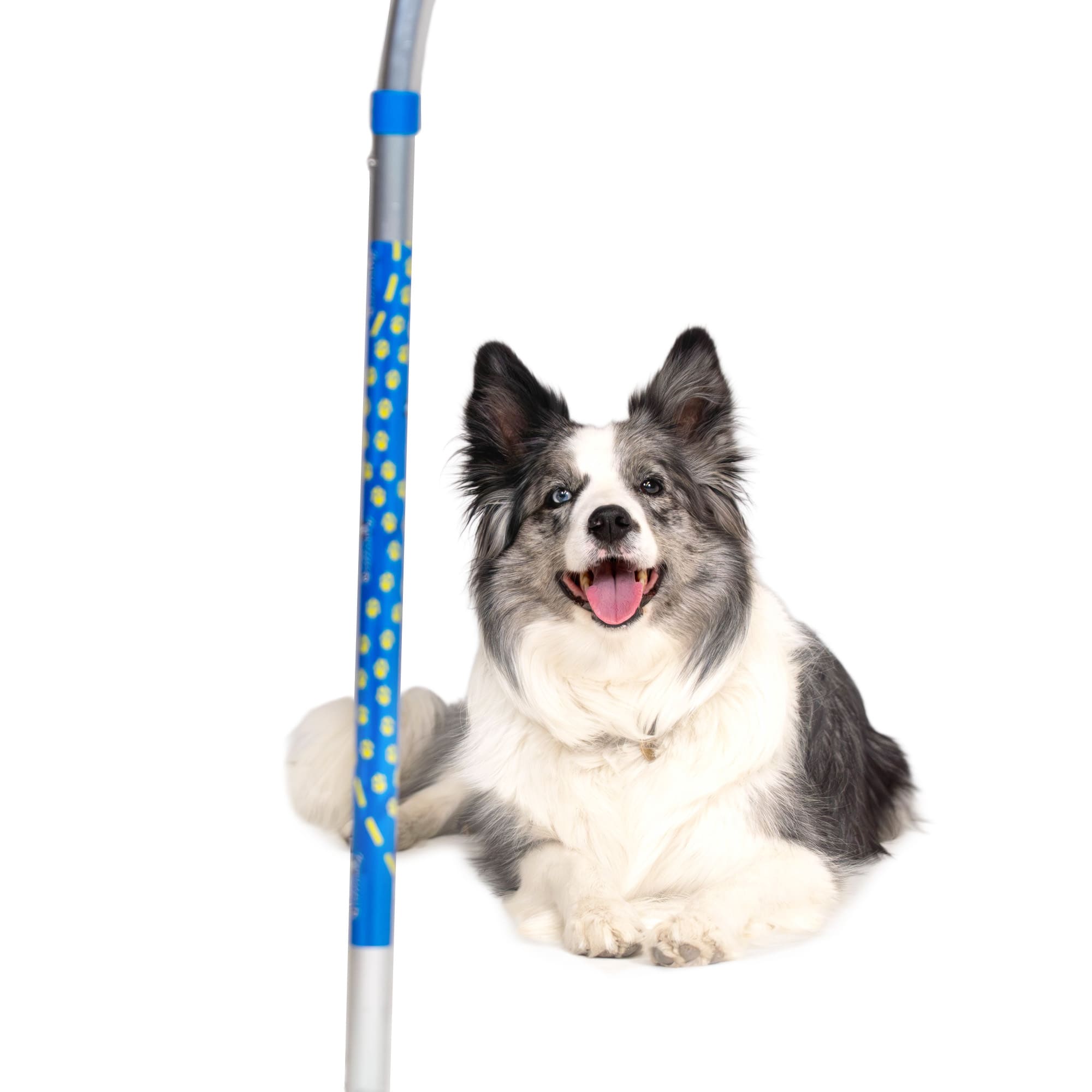 Border Collie approaching and running toward the Callieway ALU Hoop, dynamic action shot