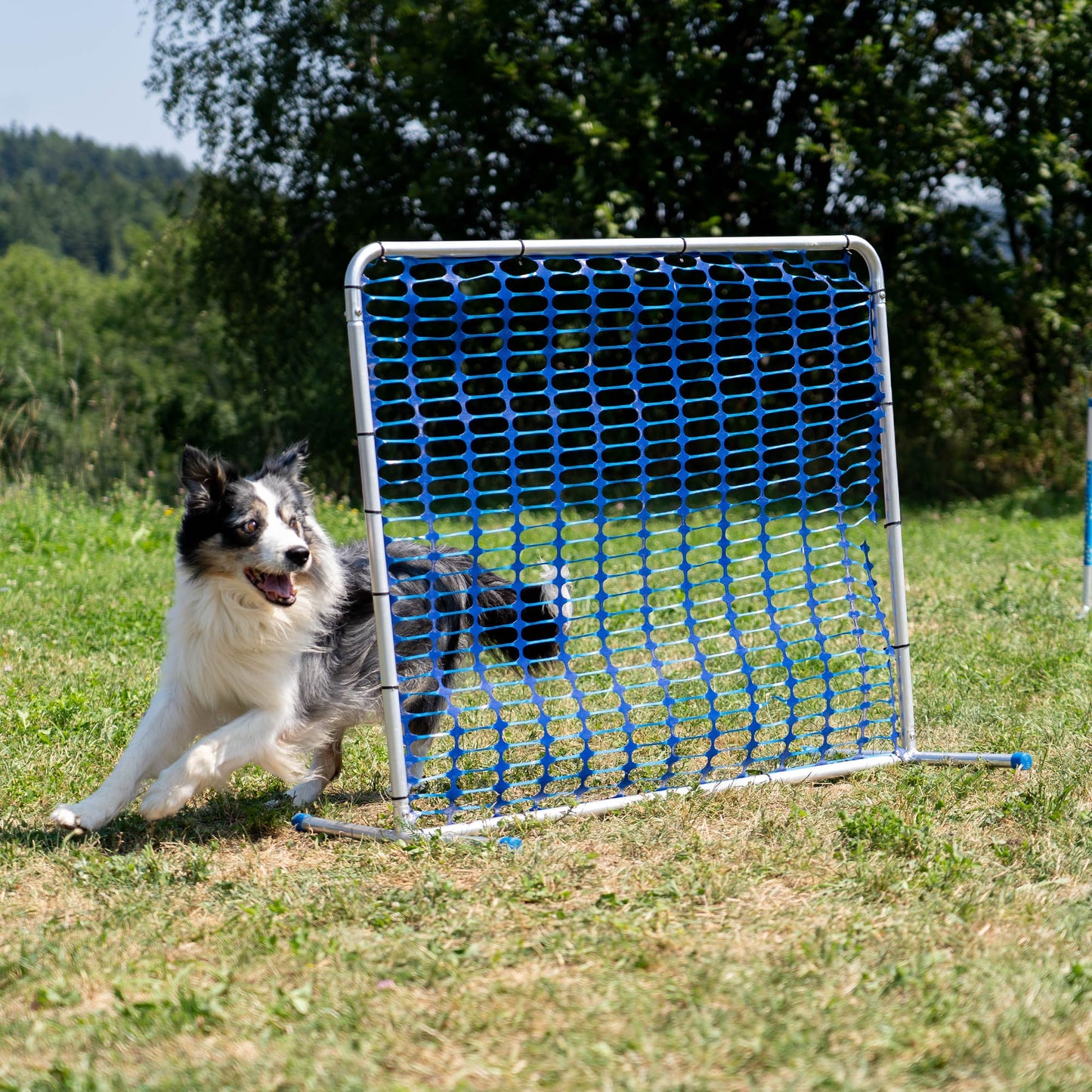 Border Collie approaching the blue Callieway Hoopers Barrel Gate obstacle.